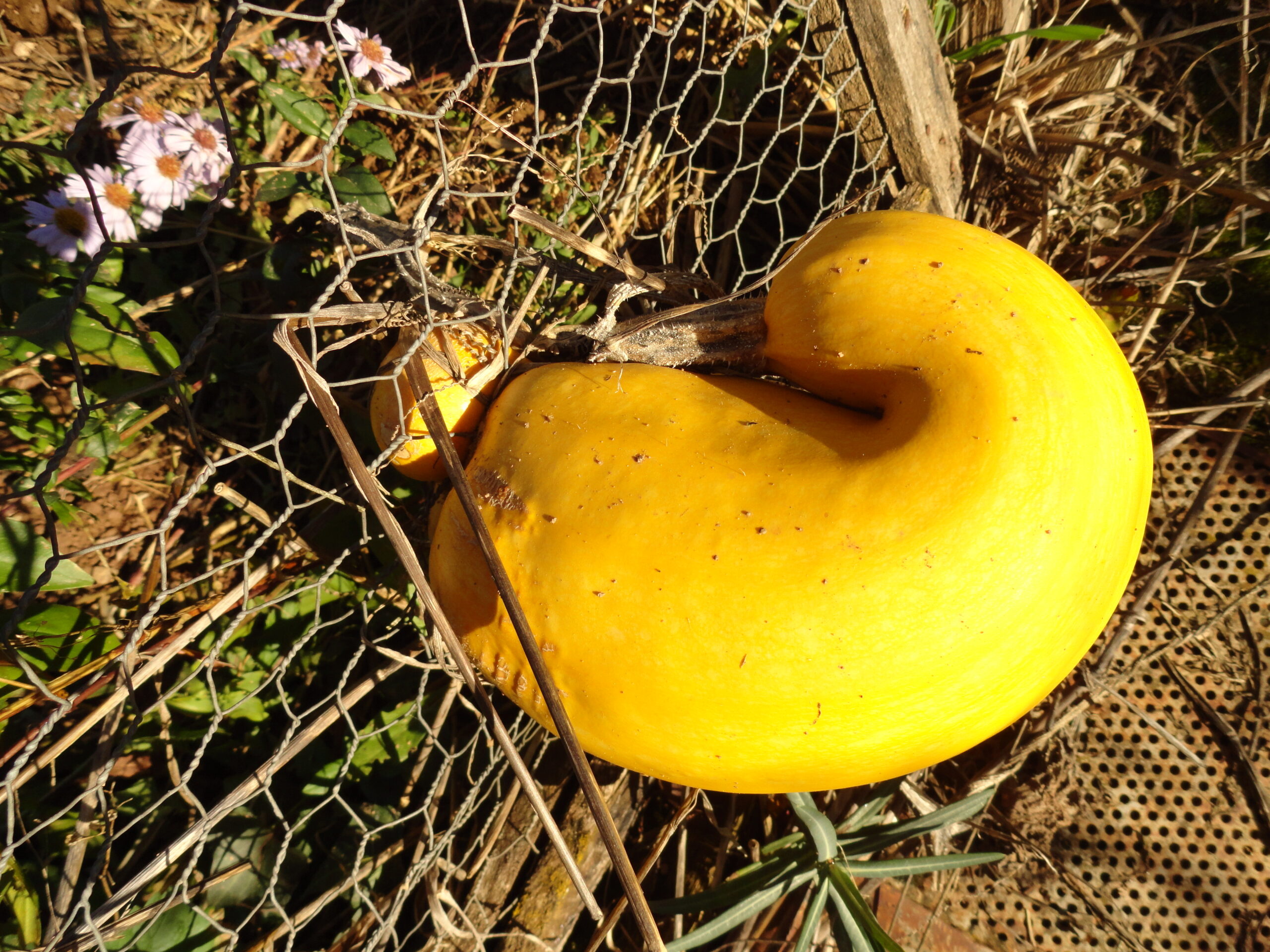 Jardinez avec la lune
