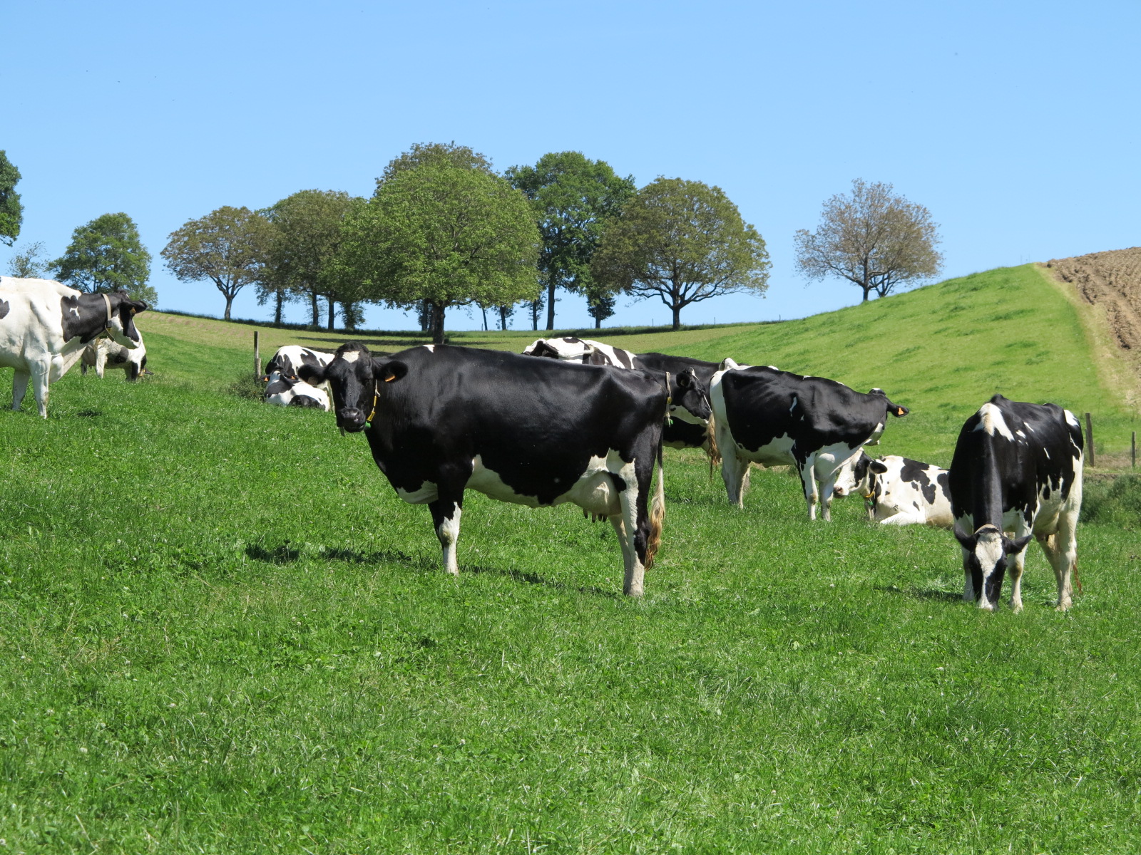 Lactalis&nbsp;: opprimer les producteurs et leurs représentants, encore et toujours&nbsp;!