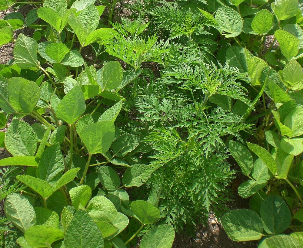 Prévenir et gérer l&rsquo;ambroisie en soja&nbsp;!