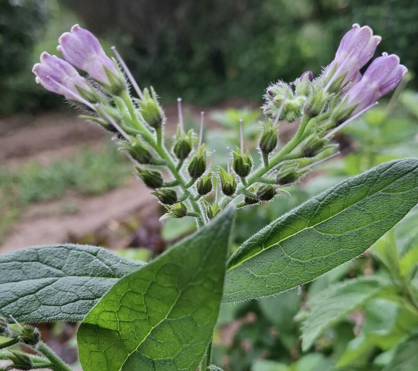 Jardinez avec la lune