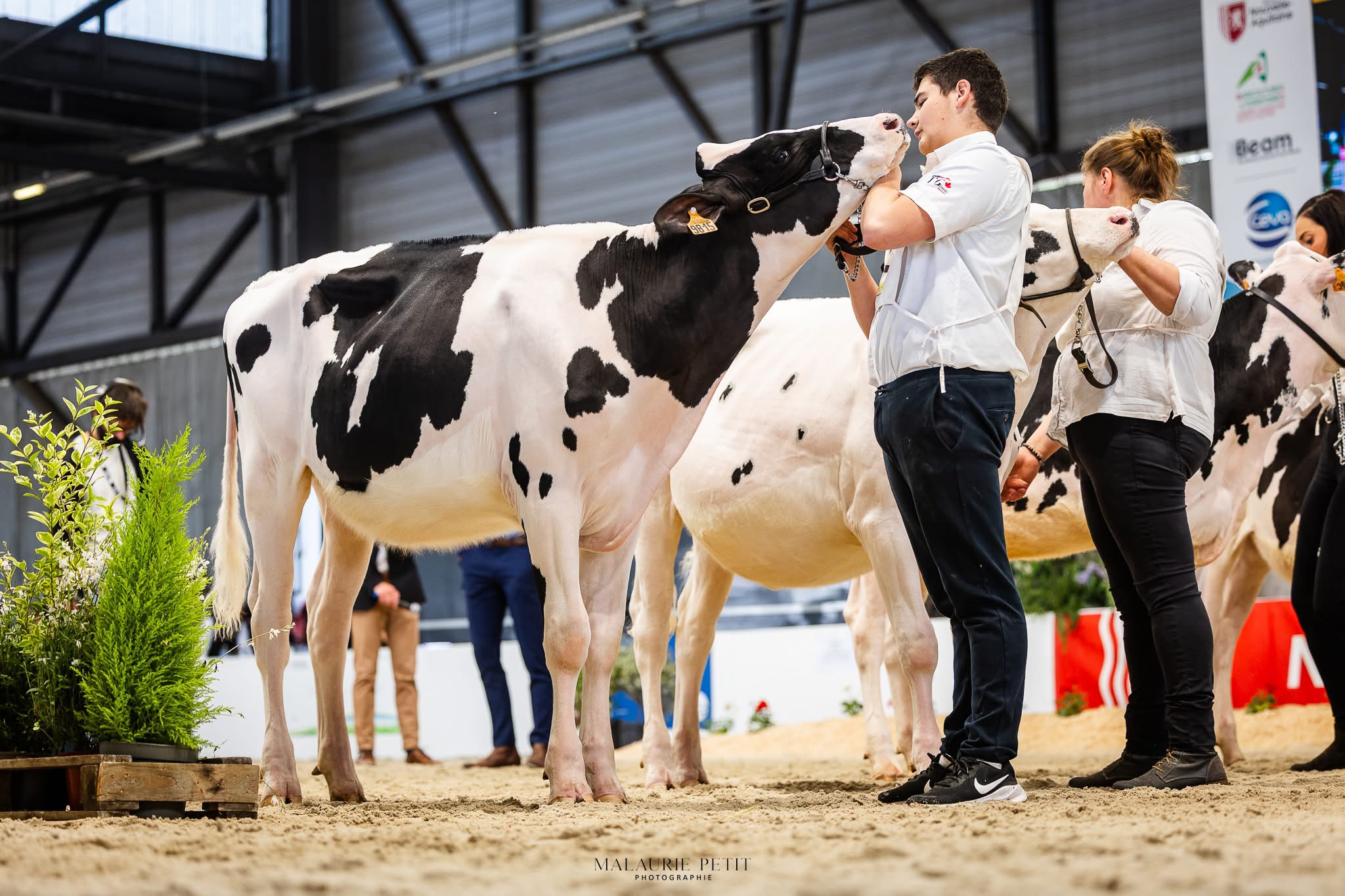 Aquitanima 2025&nbsp;: Le beau palmarès des éleveurs prim&rsquo;holstein lotois