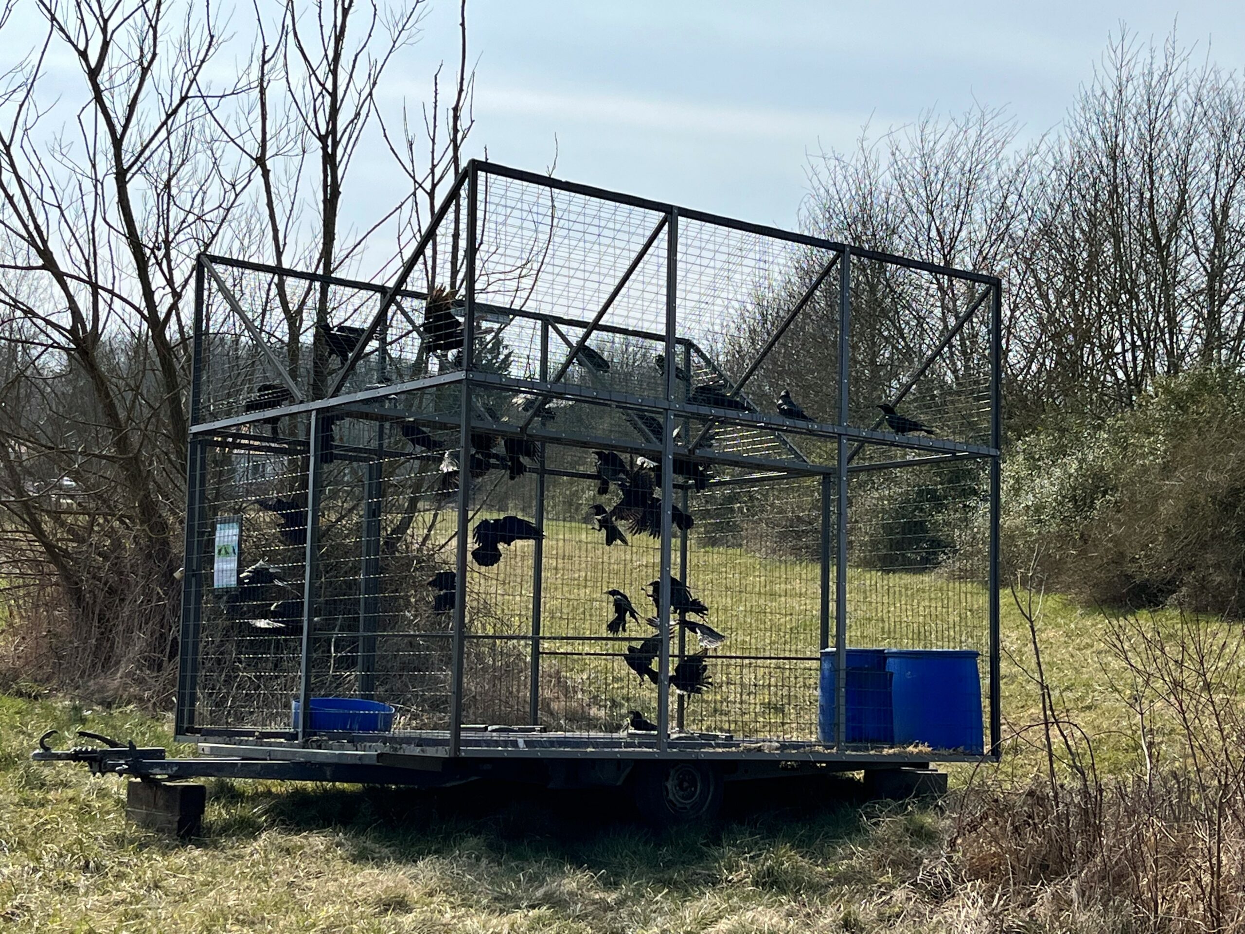 Nuisibles&nbsp;: Sans déclaration, pas de solution