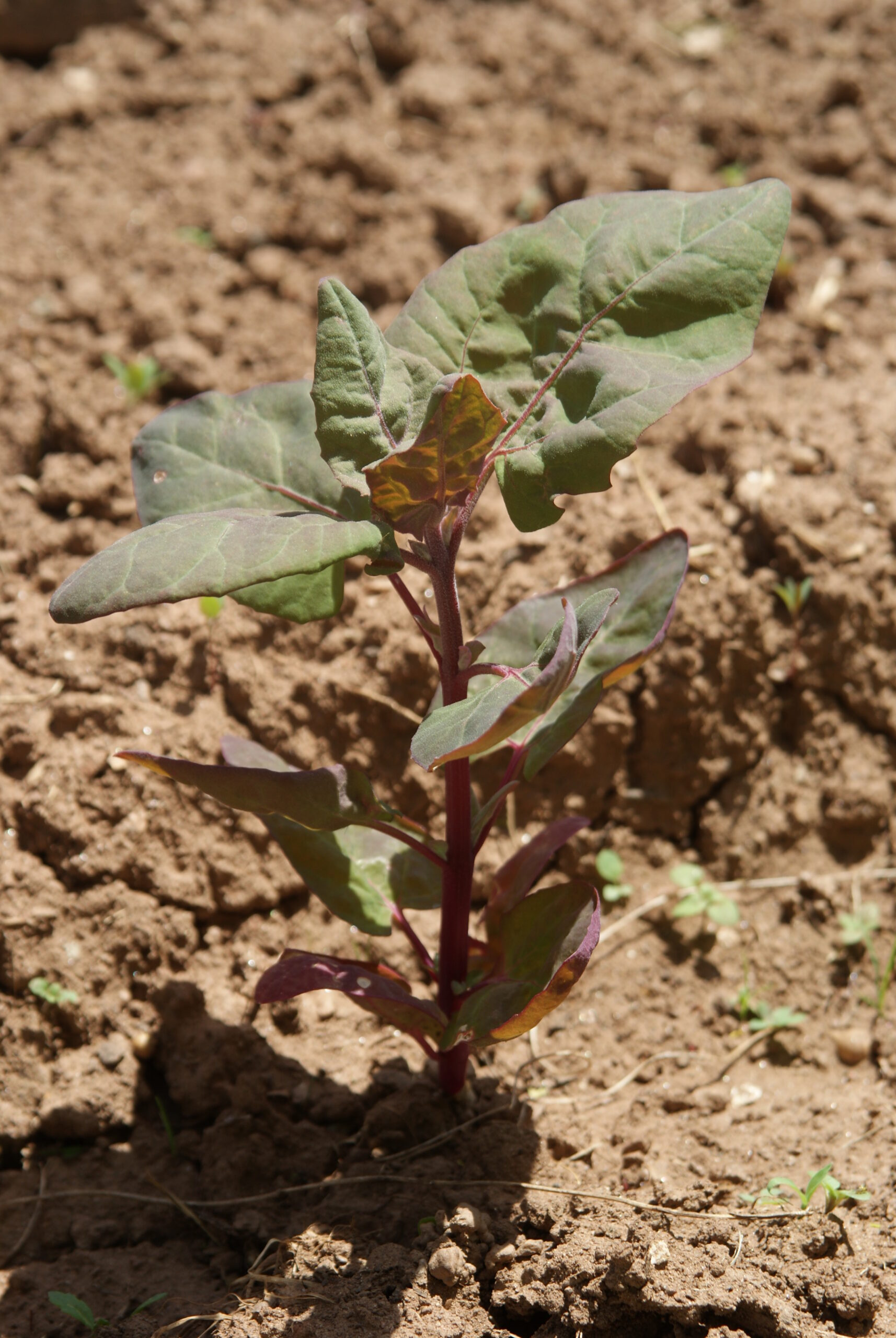 Jardinez avec la lune