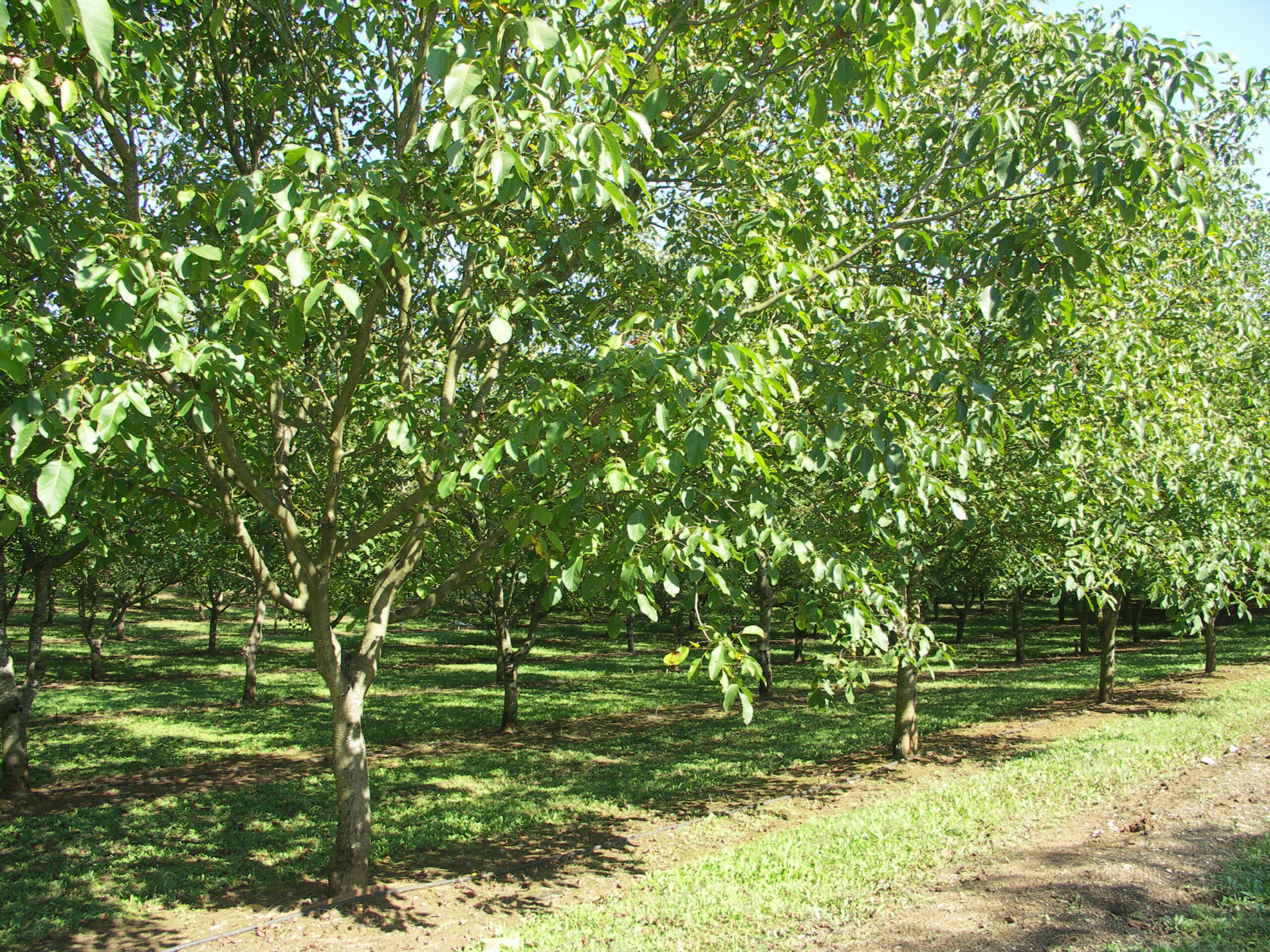 Noix&nbsp;: Les producteurs espèrent une belle récolte 2025