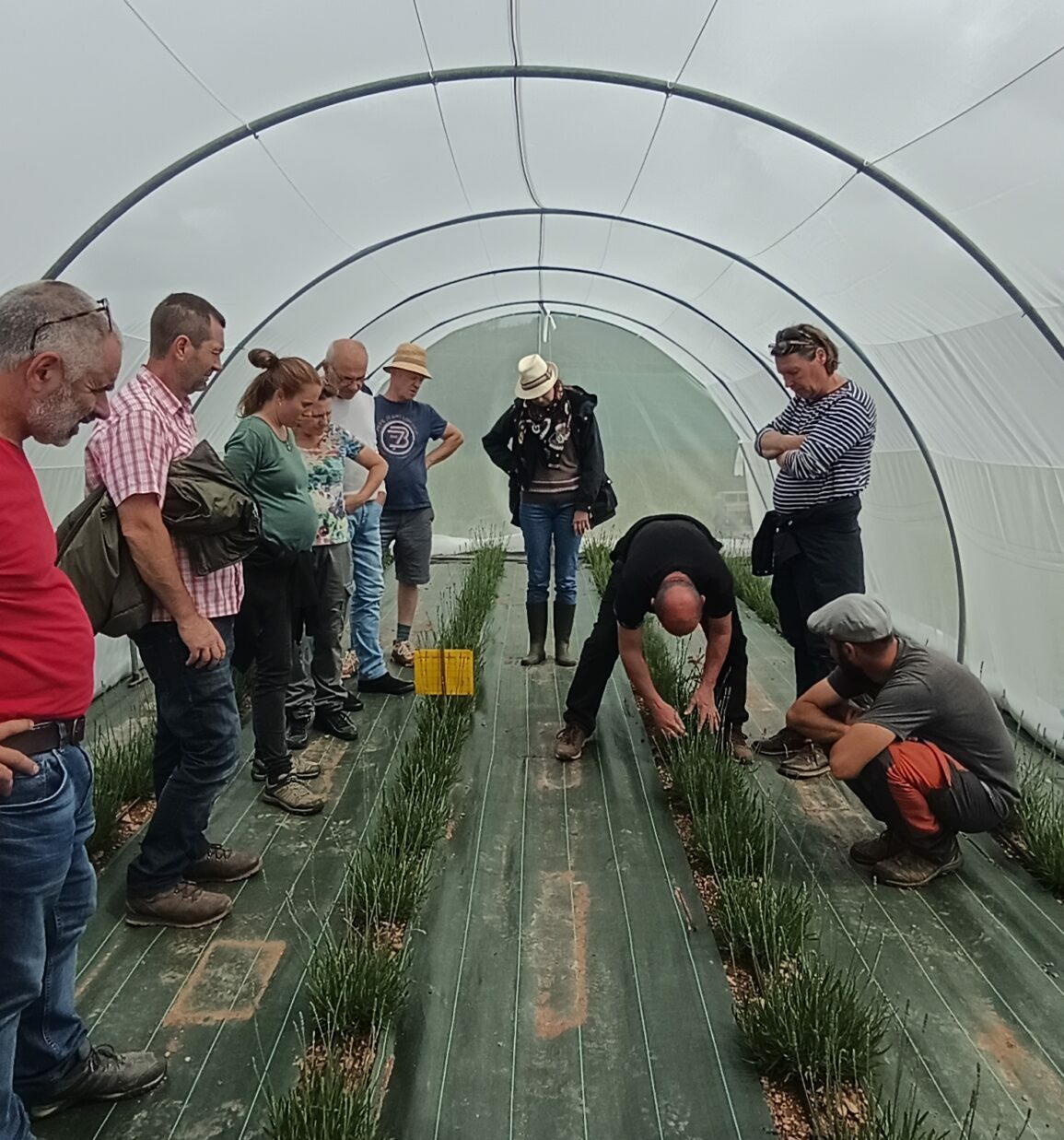 Visite de la pépinière bio&nbsp;: La Note Aromatique avec Quercy PPAM
