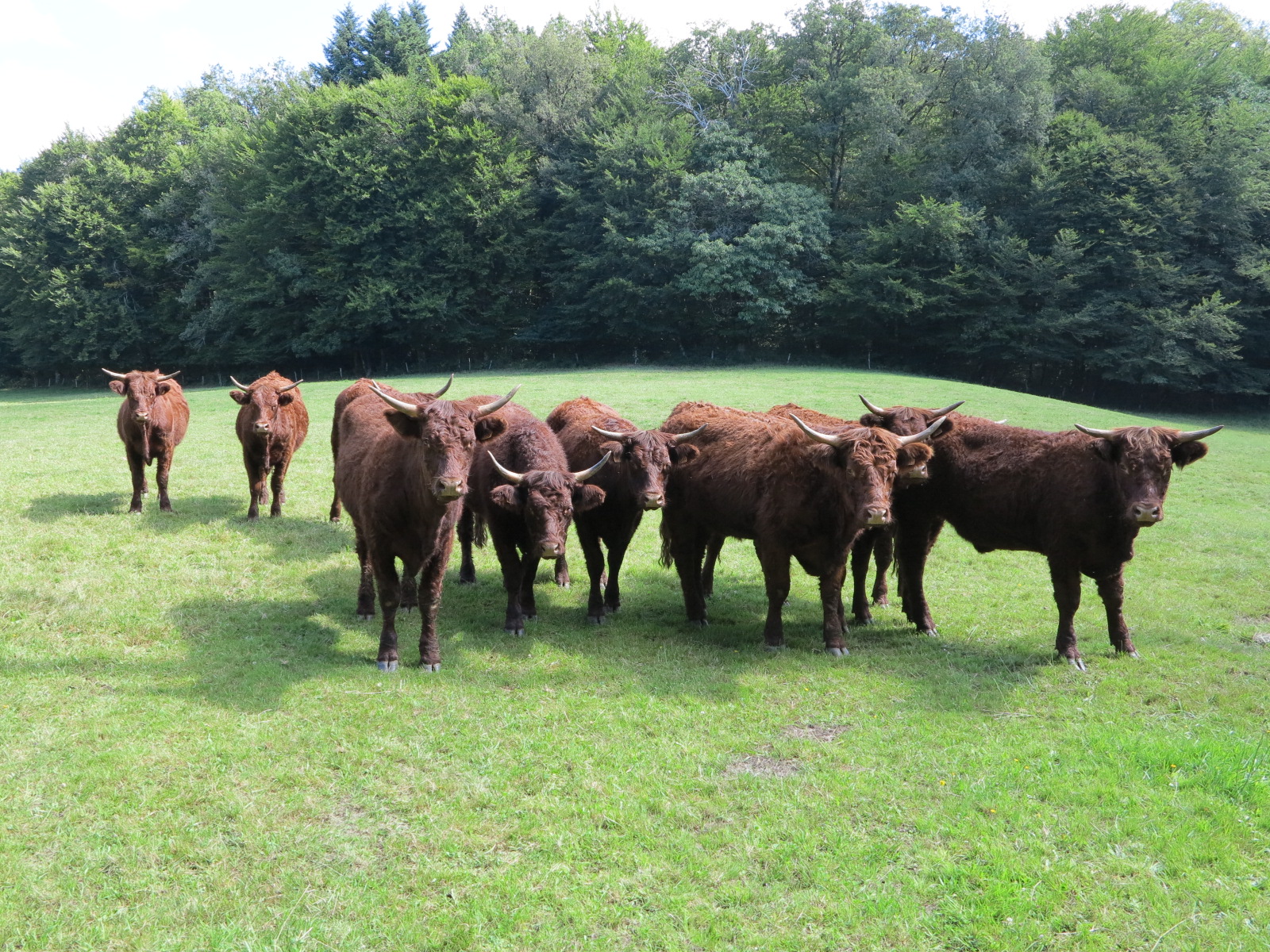 Viande bovine&nbsp;: Vers une flambée des cours européens&nbsp;?