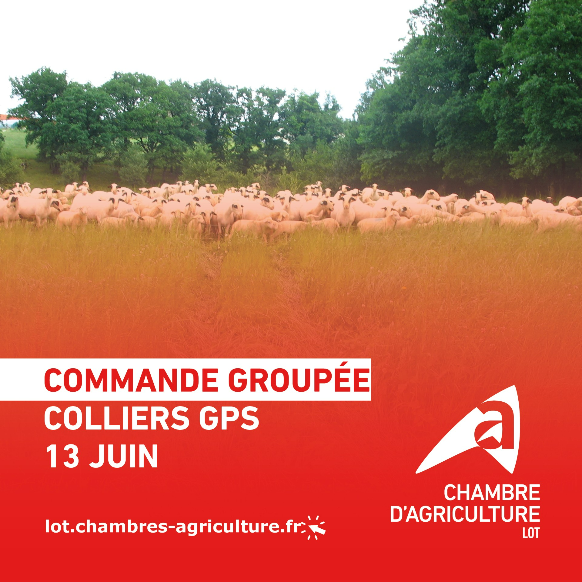 RAPPEL – COMMANDE GROUPÉE DE COLLIERS GPS