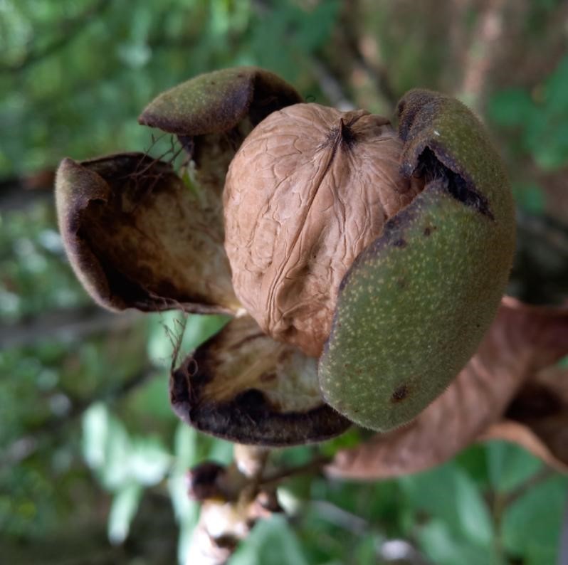 Station expérimentale de Creysse&nbsp;: Journée d&rsquo;échange technique et de transfert le 27 juin