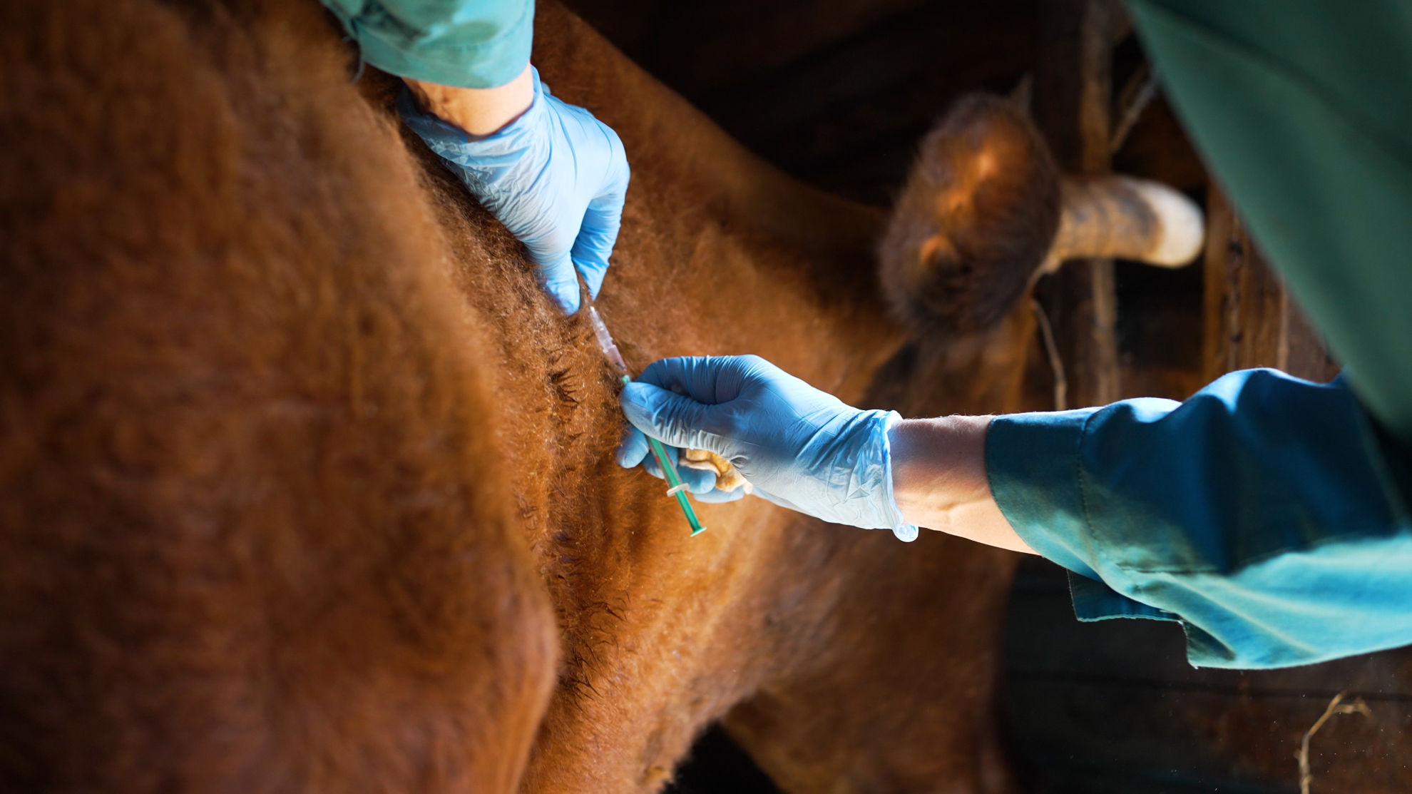 Dermatose nodulaire contagieuse bovine&nbsp;: Démarrage de la vaccination