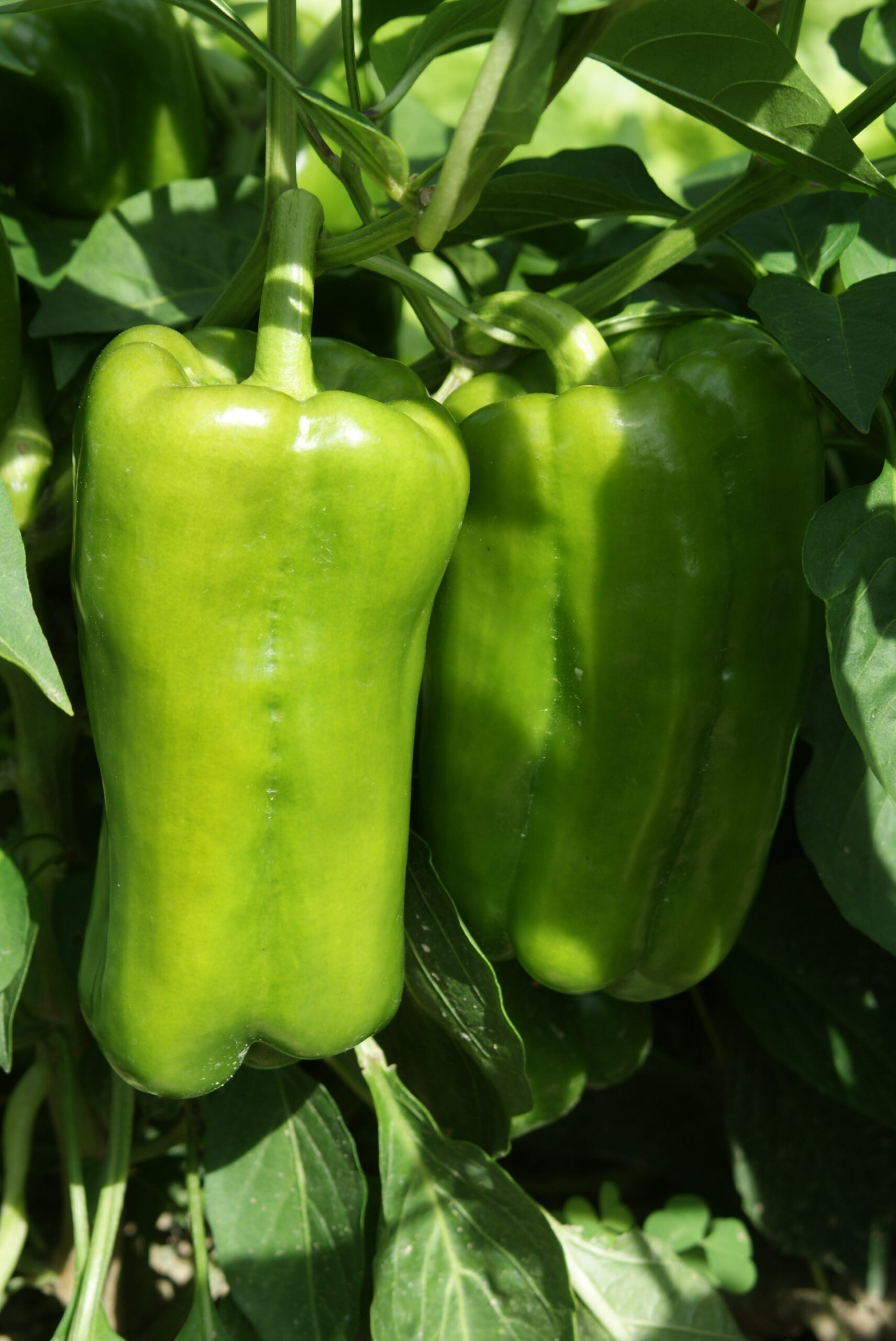 Jardinez avec la lune