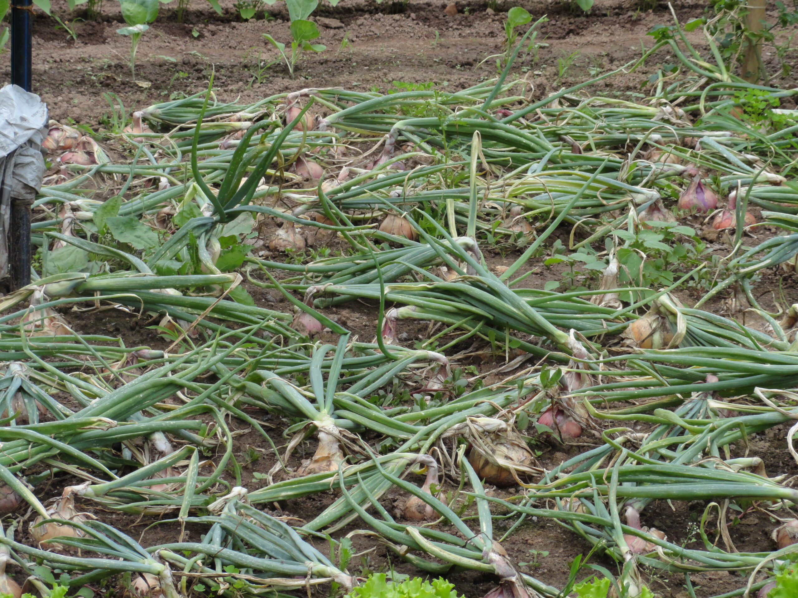 Jardinez avec la lune