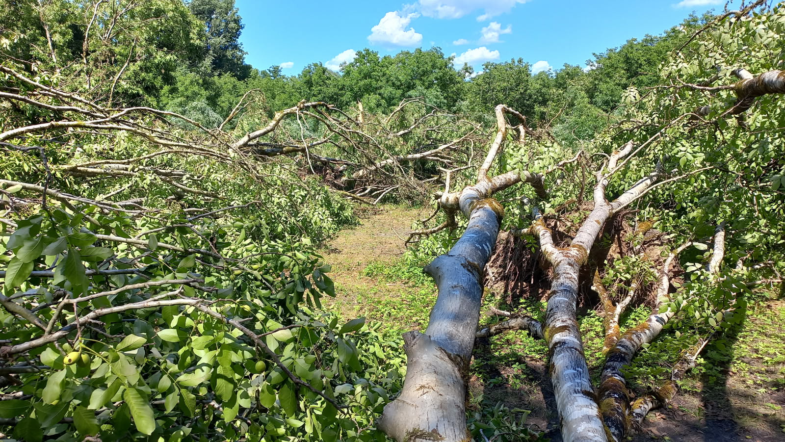 Orage du mercredi 25 juin&nbsp;: Des dégâts sur l’ensemble du département