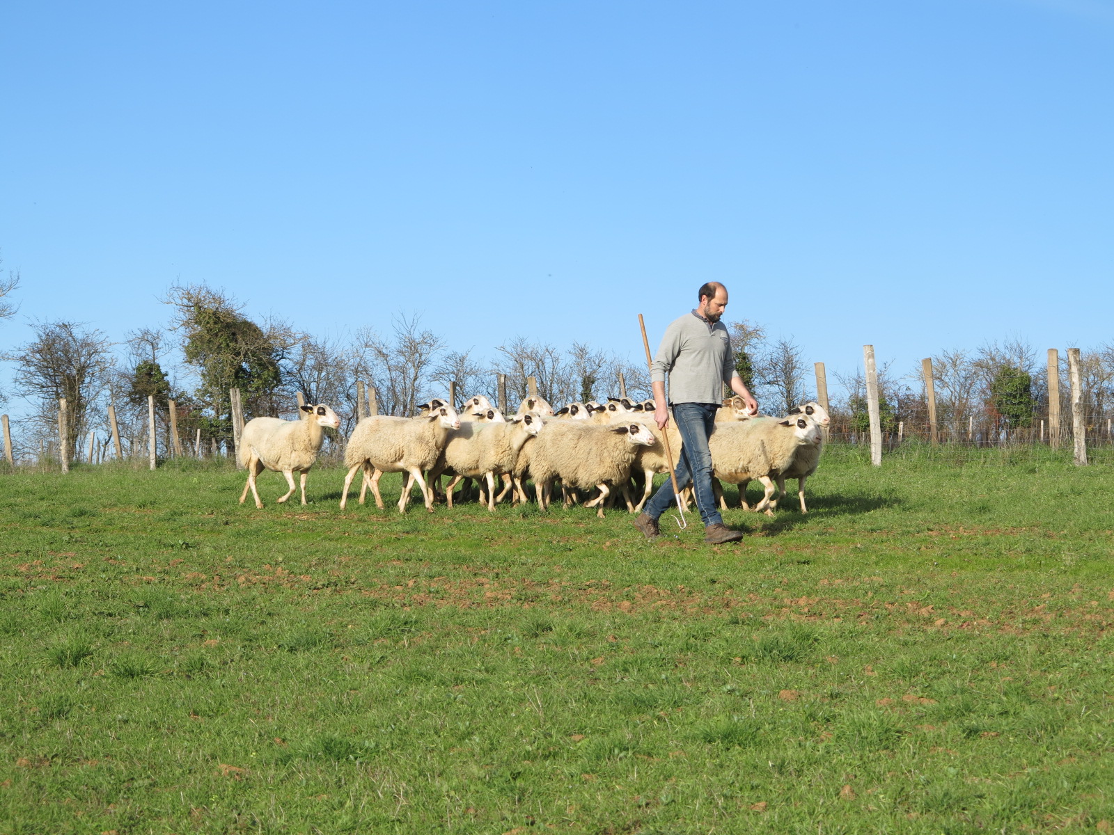 Ovins&nbsp;: 20&nbsp;% de la viande consommée est importée de pays tiers