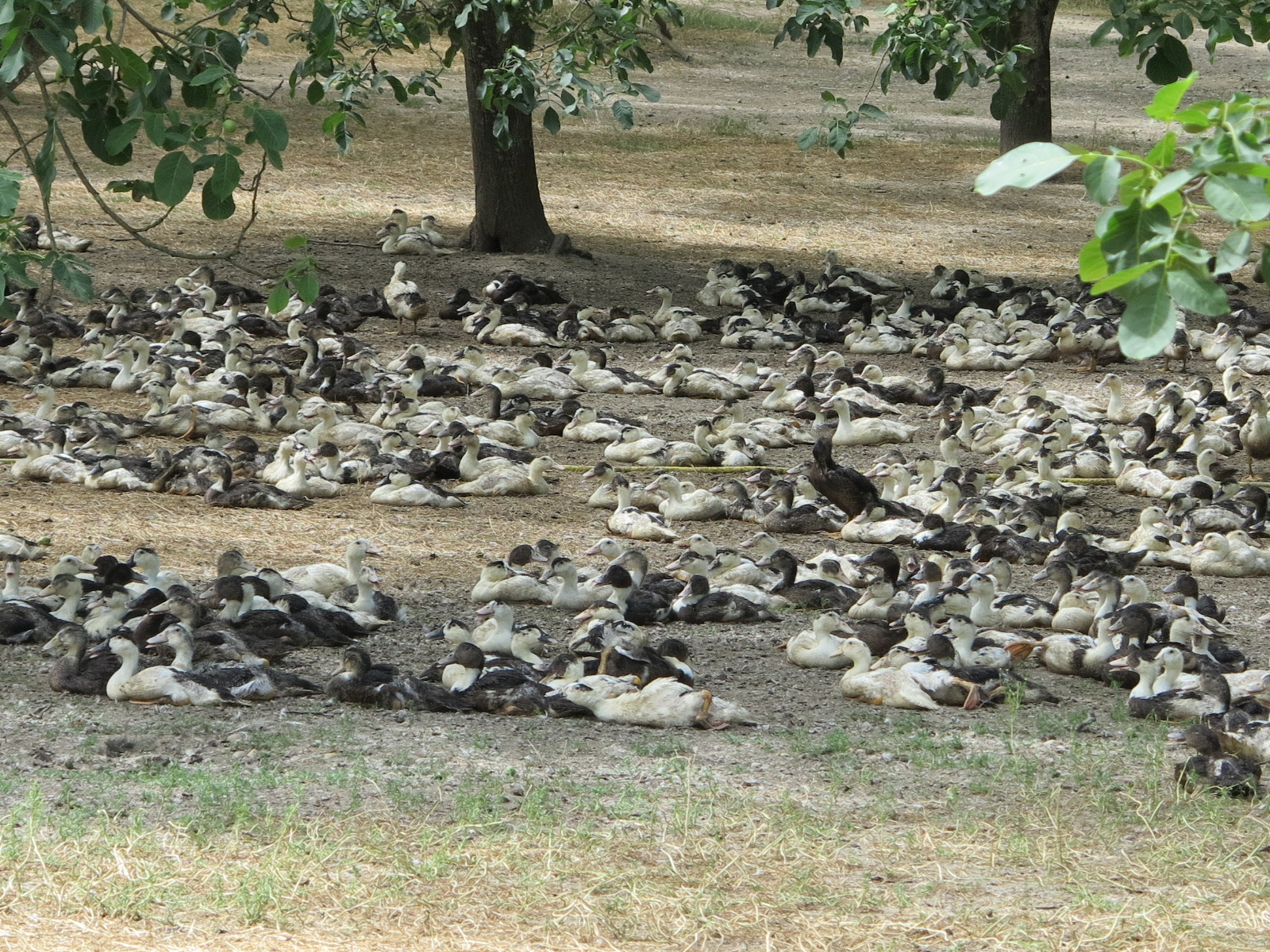 NATERA et ARTERRIS s’allient&nbsp;: Renforcer durablement leur filière palmipèdes gras  dans le Sud-Ouest