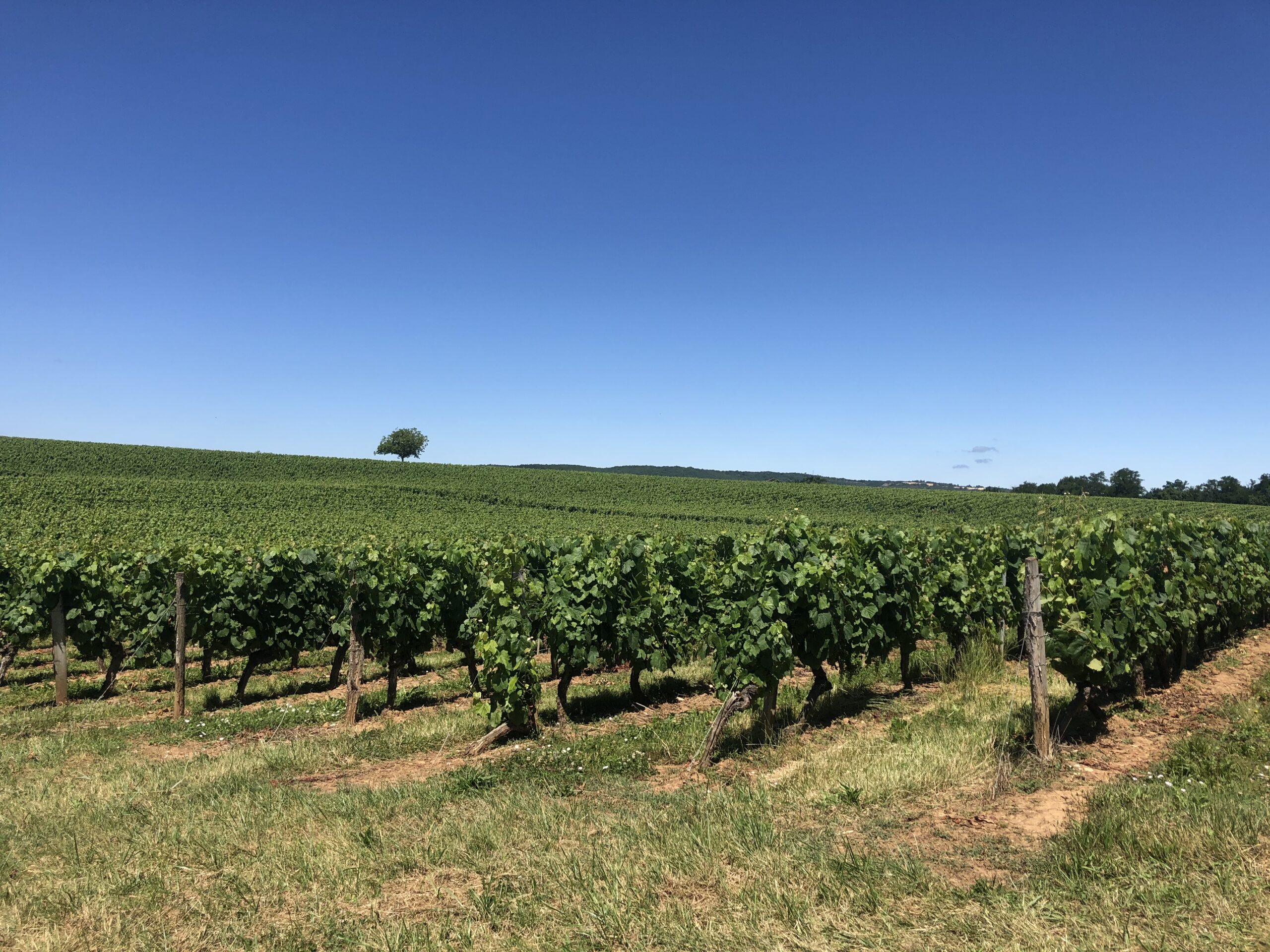 Audition de Denis Carretier au Sénat sur la mission d’information sur l’avenir de la filière viticole