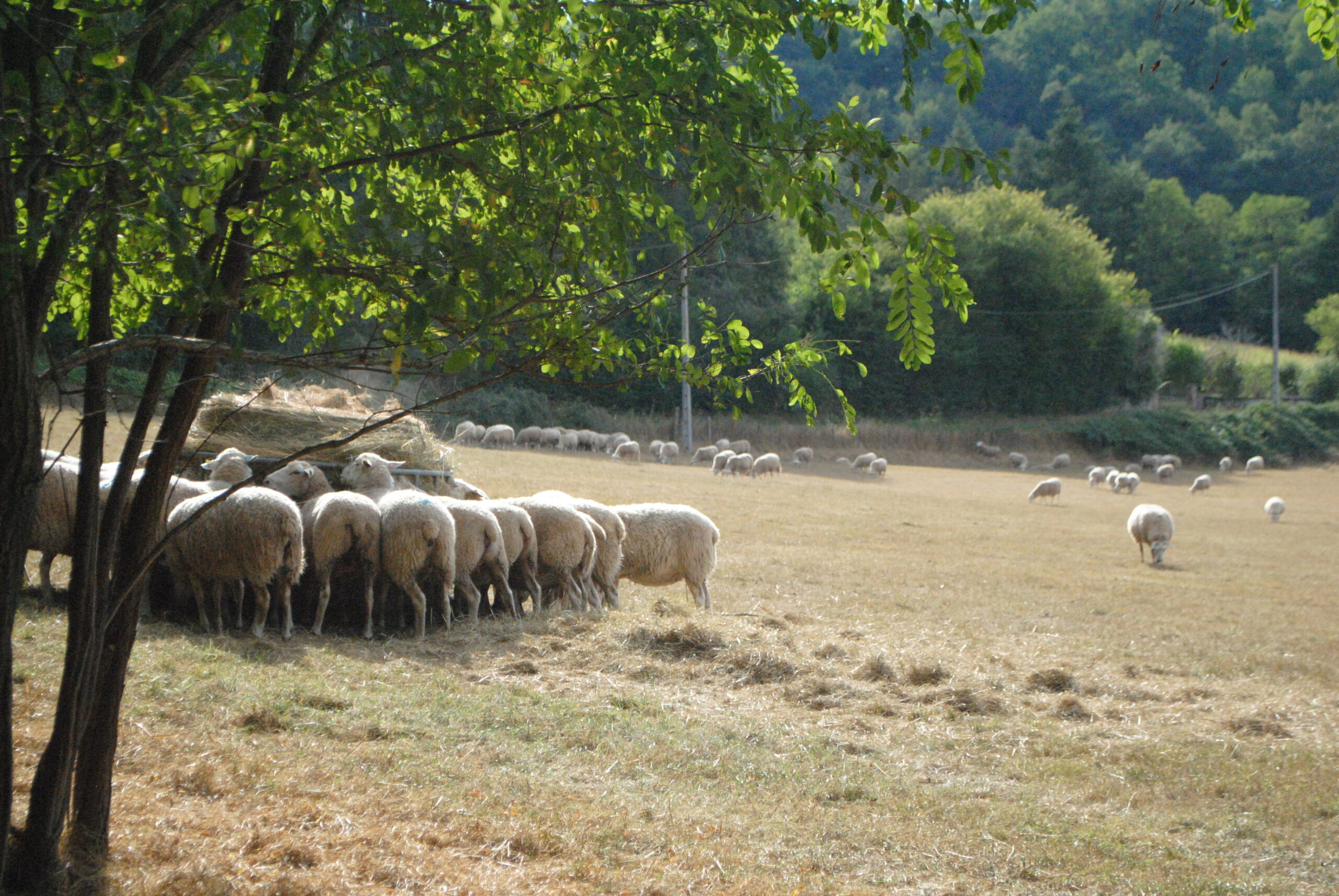 Les lots à rentrer en bergerie en priorité
