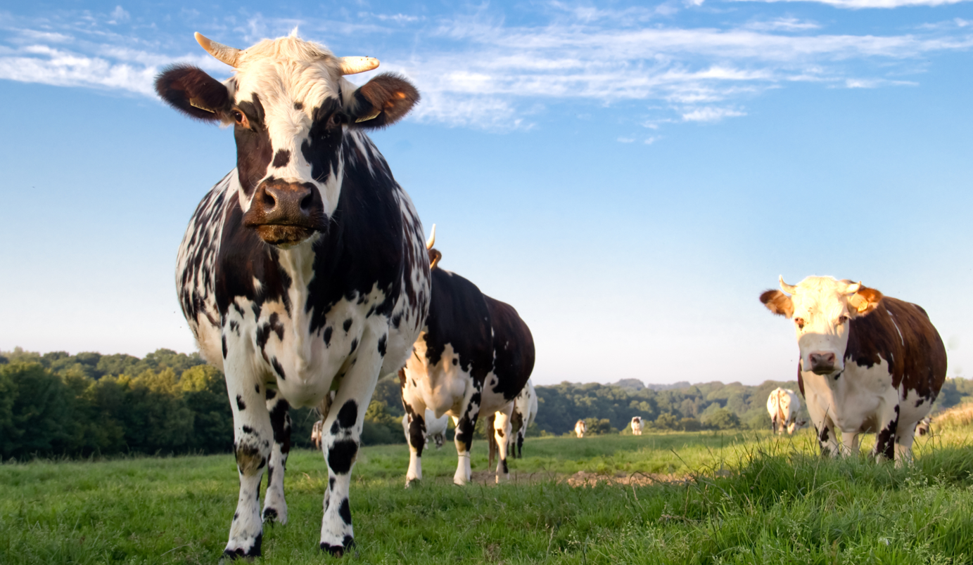 Christophe Moulin, Président de GDS France apporte son soutien aux éleveurs des zones touchées par la Dermatose Nodulaire Contagieuse 