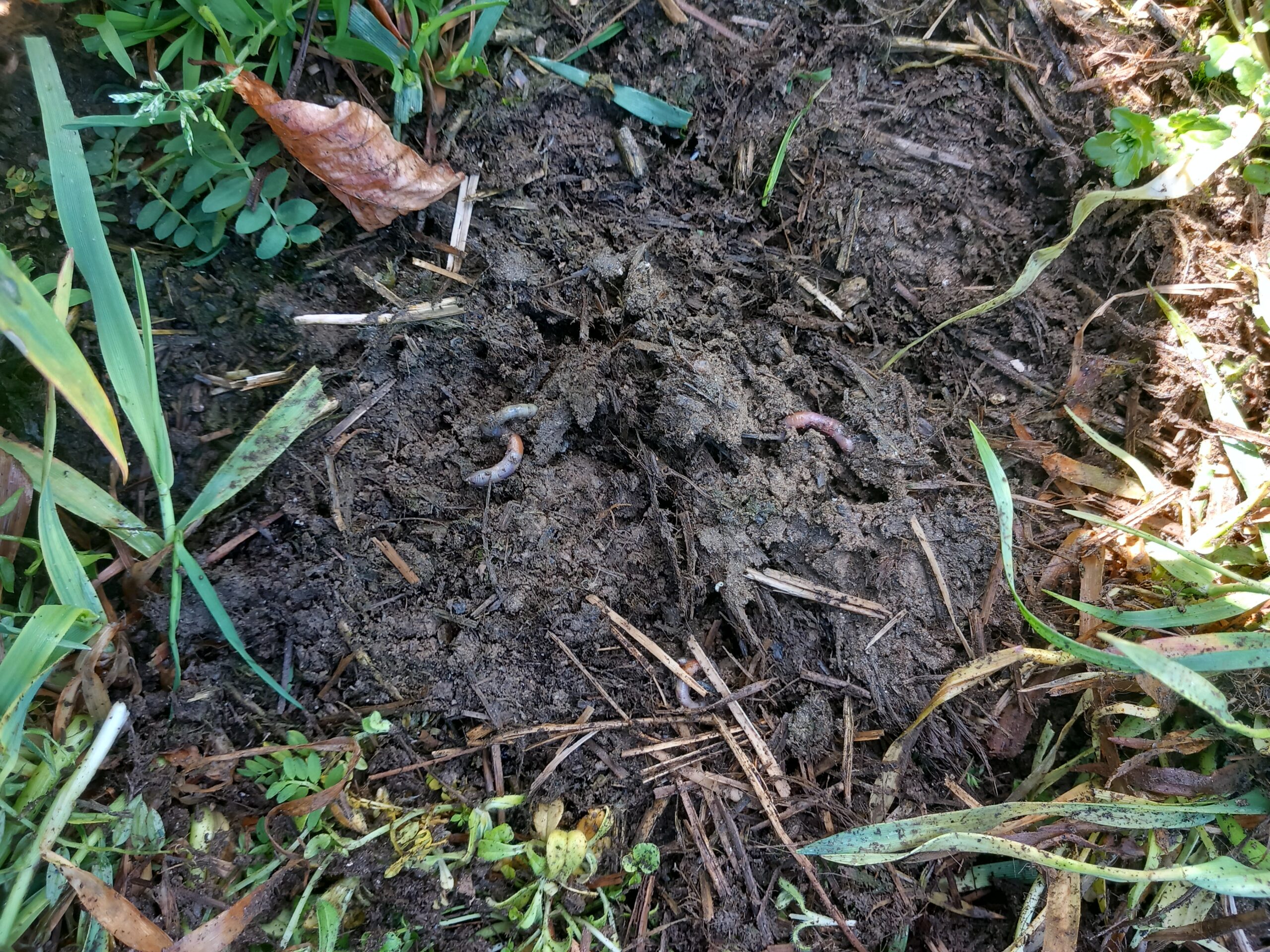 L’agriculture régénérative veut changer d’échelle