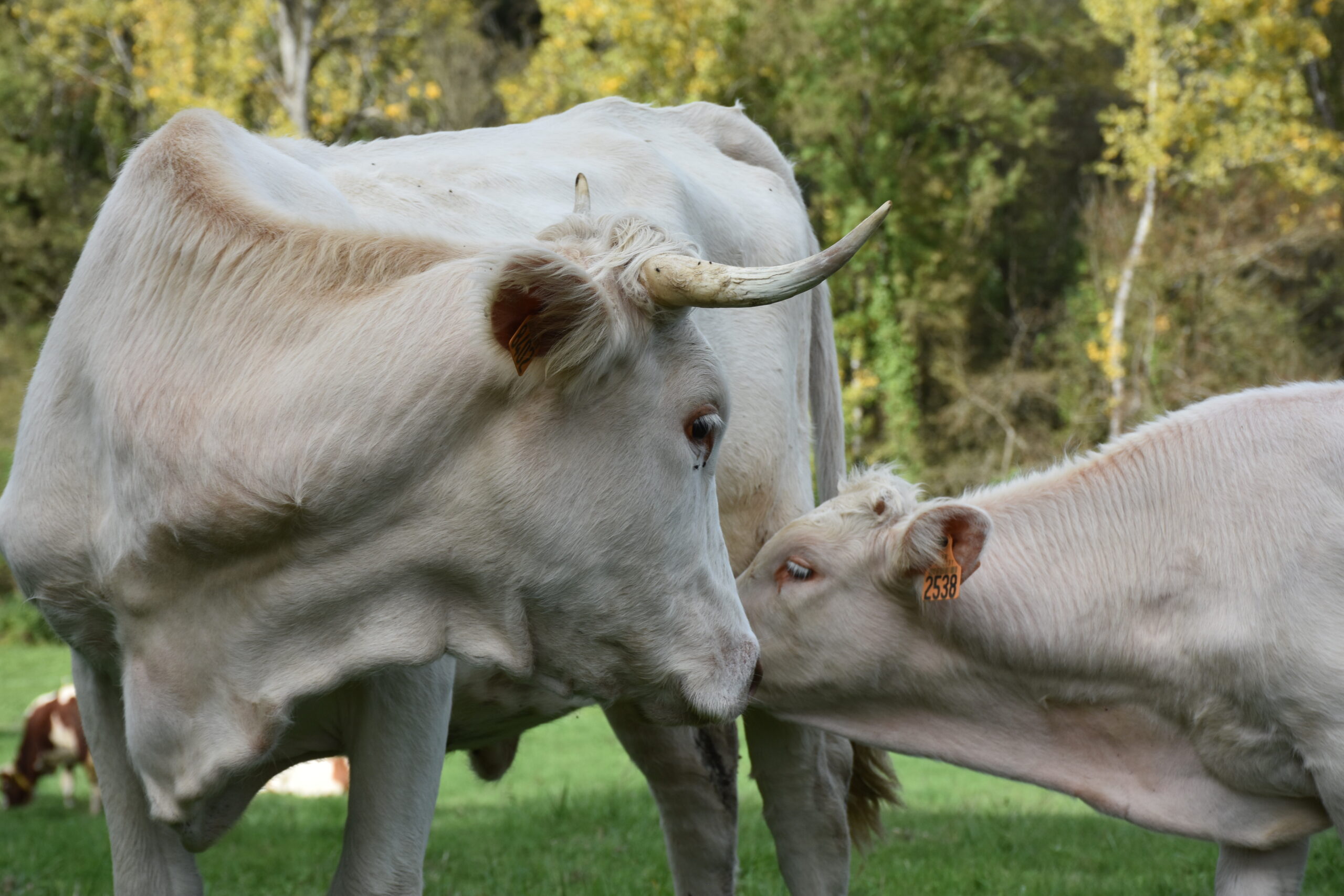 Du statut minéral de la mère à la vitalité du veau&nbsp;:  L&rsquo;oligoélément, maillon essentiel