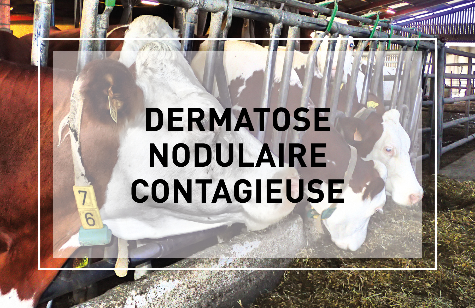 Dermatose Nodulaire Contagieuse&nbsp;: Point de situation au 25 août