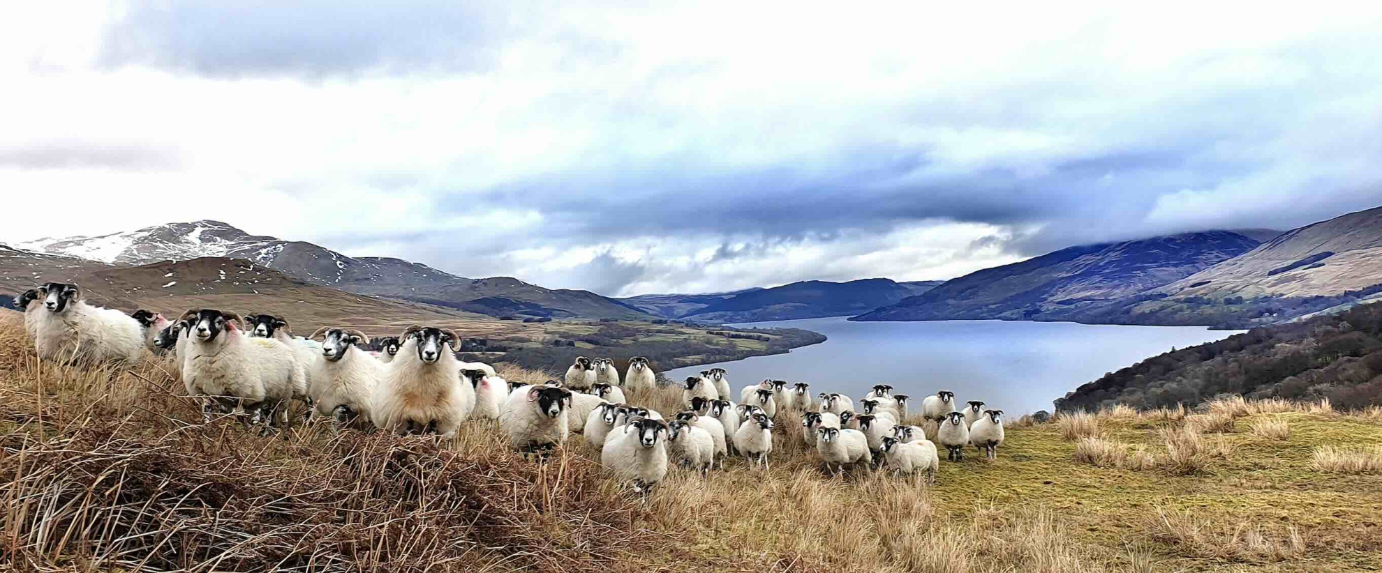 Le marché ovin britannique tangue