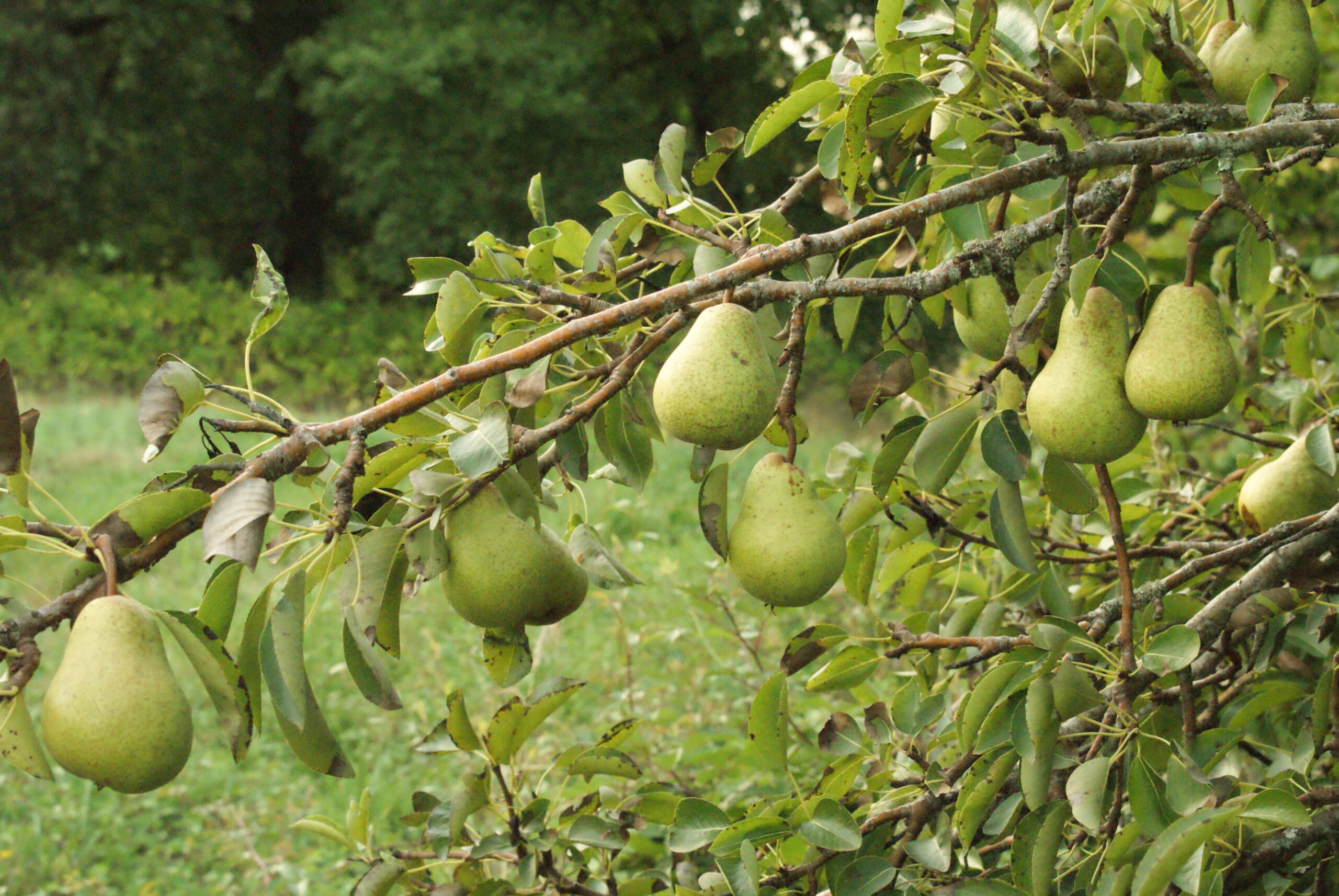 Jardinez avec la lune