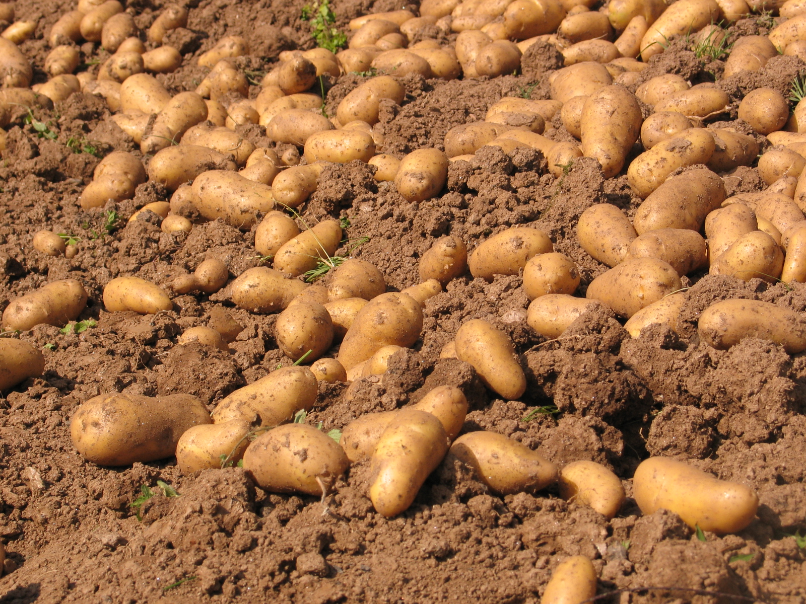 Jardinez avec la lune