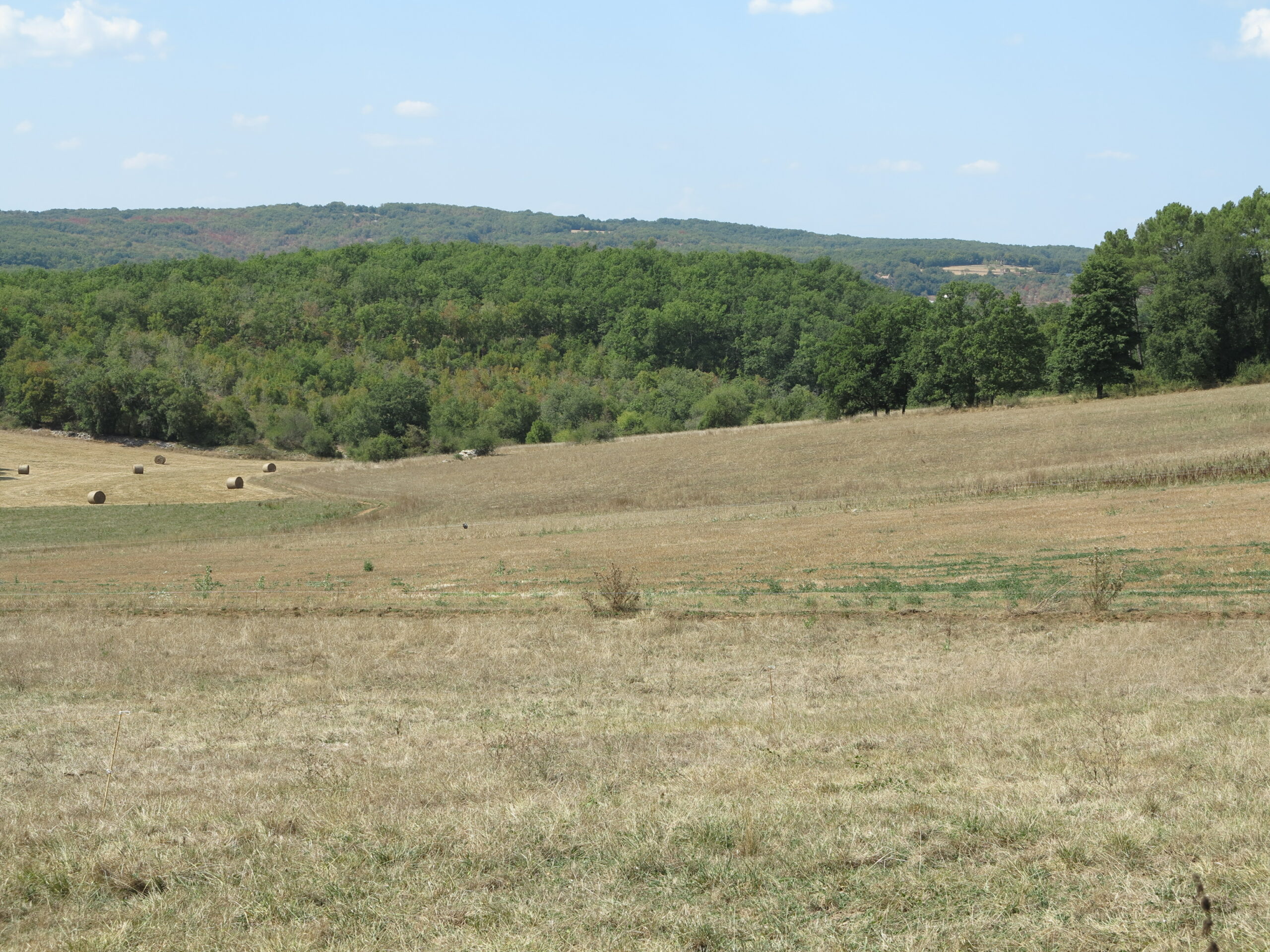 Sécheresse et canicule&nbsp;: Les cultures fruitières et herbagères en souffrance