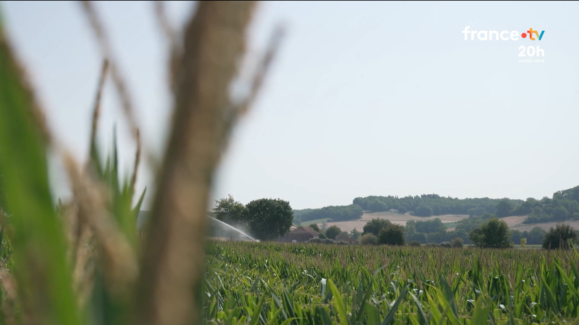 [Vidéo] Canicule et sécheresse&nbsp;: les agriculteurs du Lot au bord du gouffre