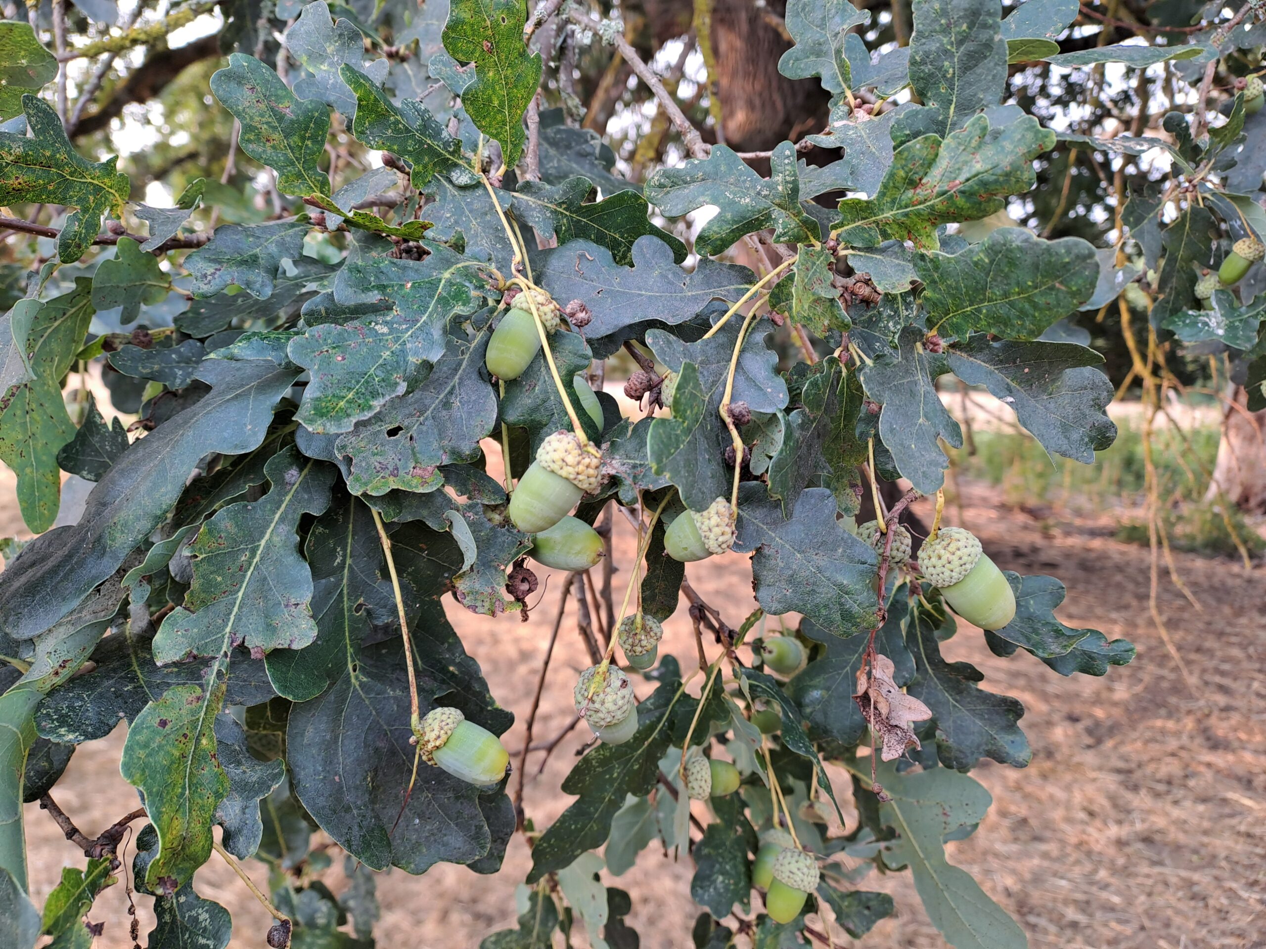 Chronique Ovine&nbsp;: Un été à glands