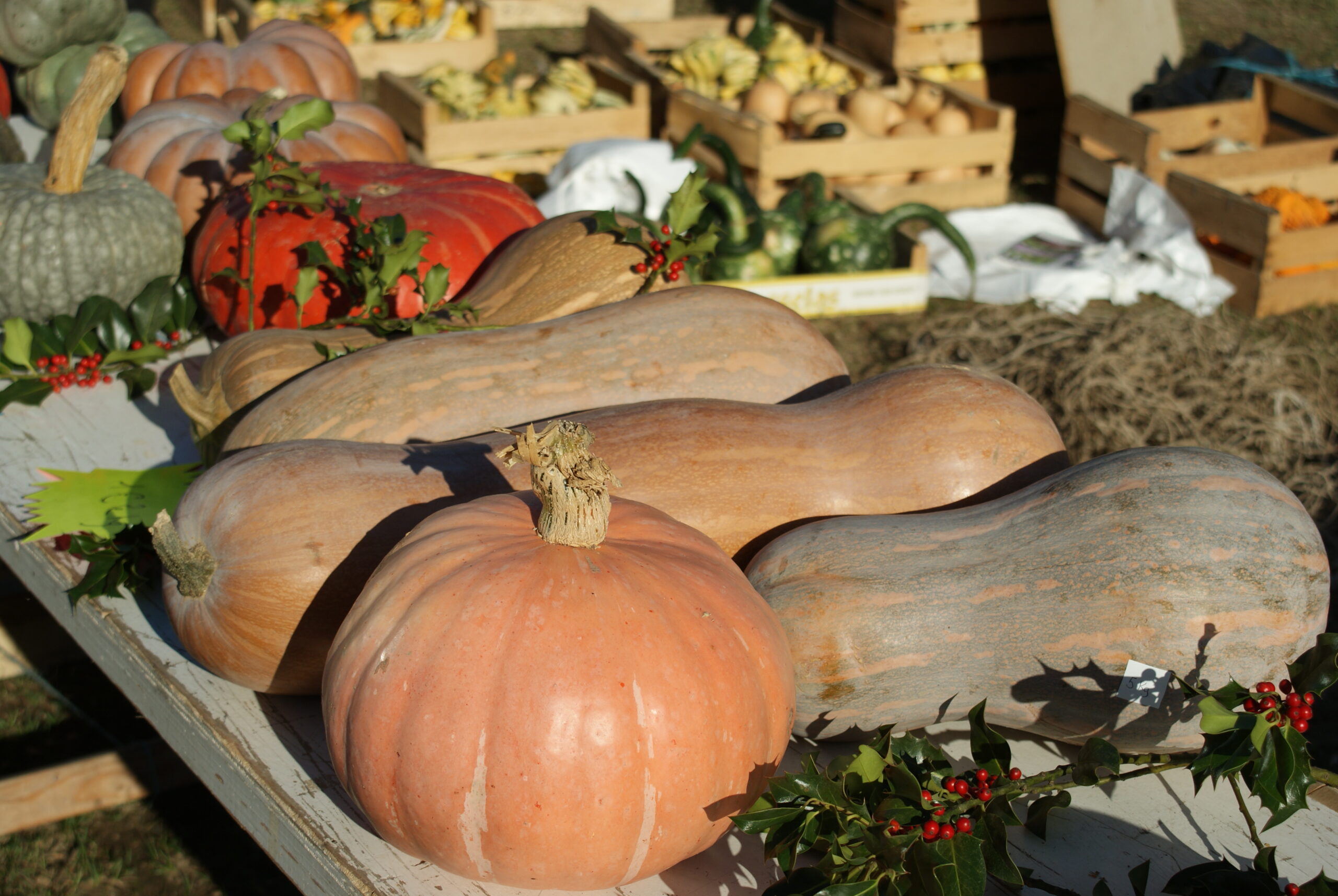 Jardinez avec la lune
