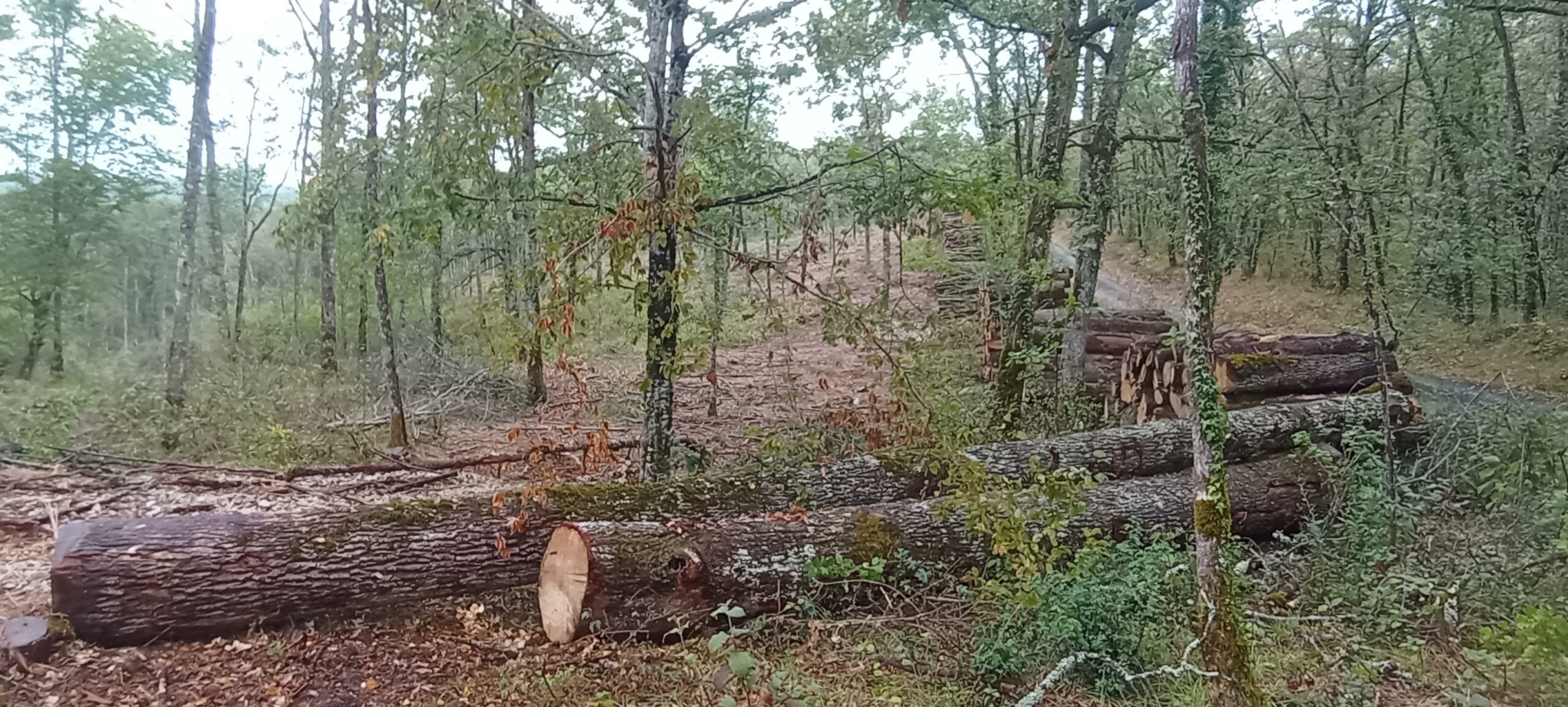 Coupes rases, industrialisation de la filière… la réalité à l’épreuve des faits