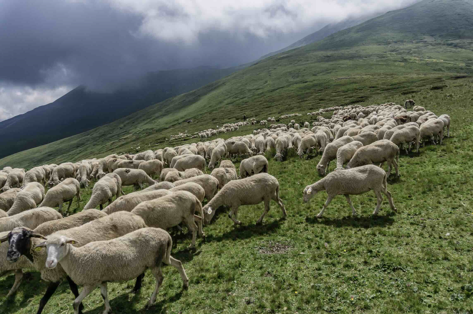 Loup&nbsp;: vers un assouplissement supplémentaire des règles