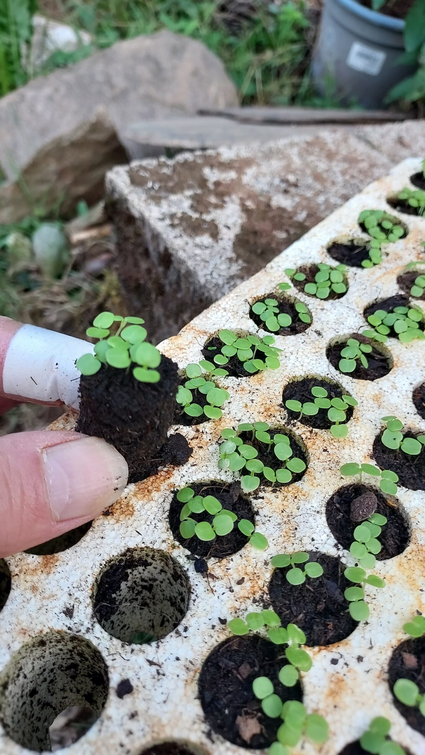 Jardinez avec la lune