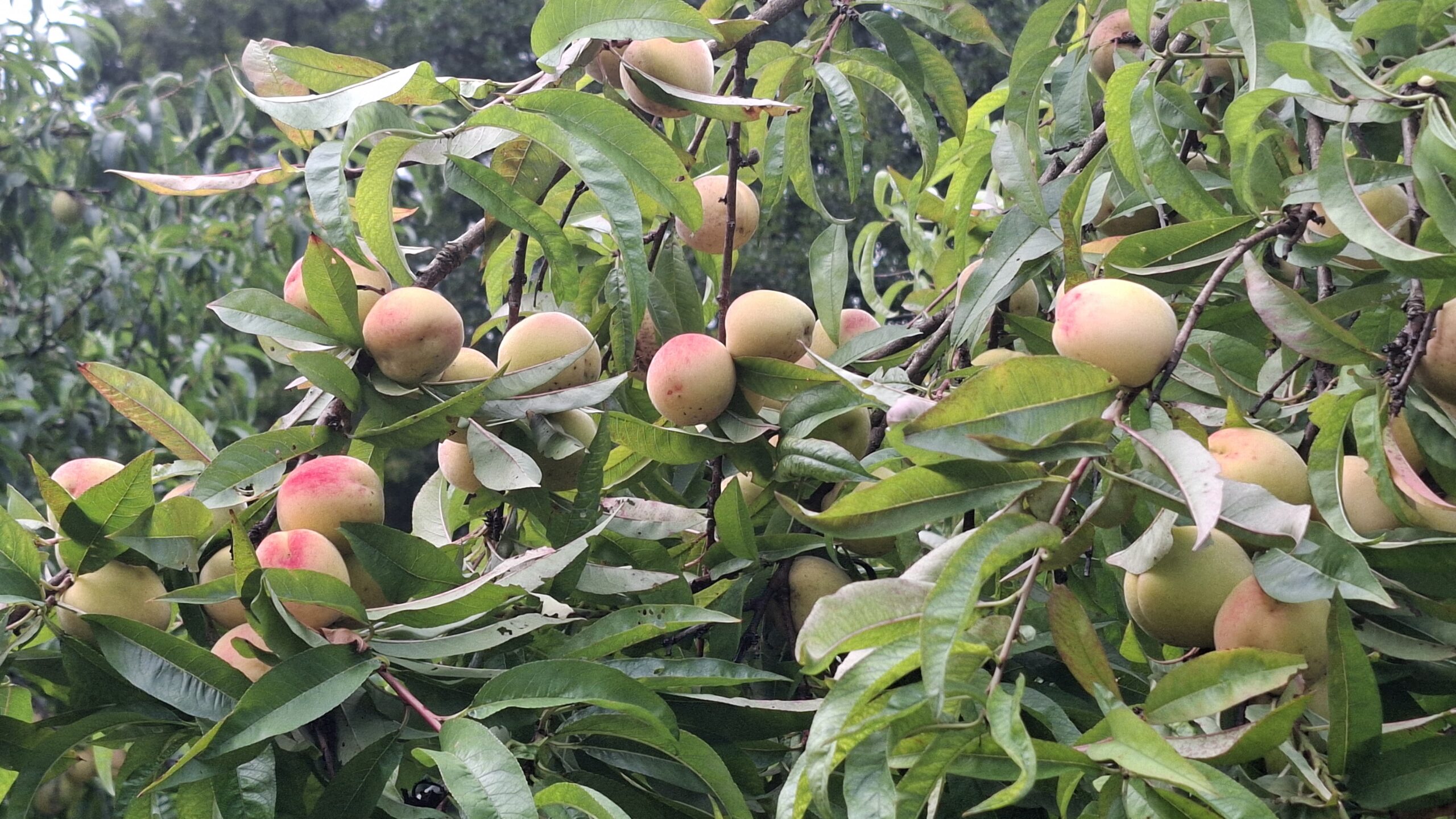 Jardinez avec la Lune