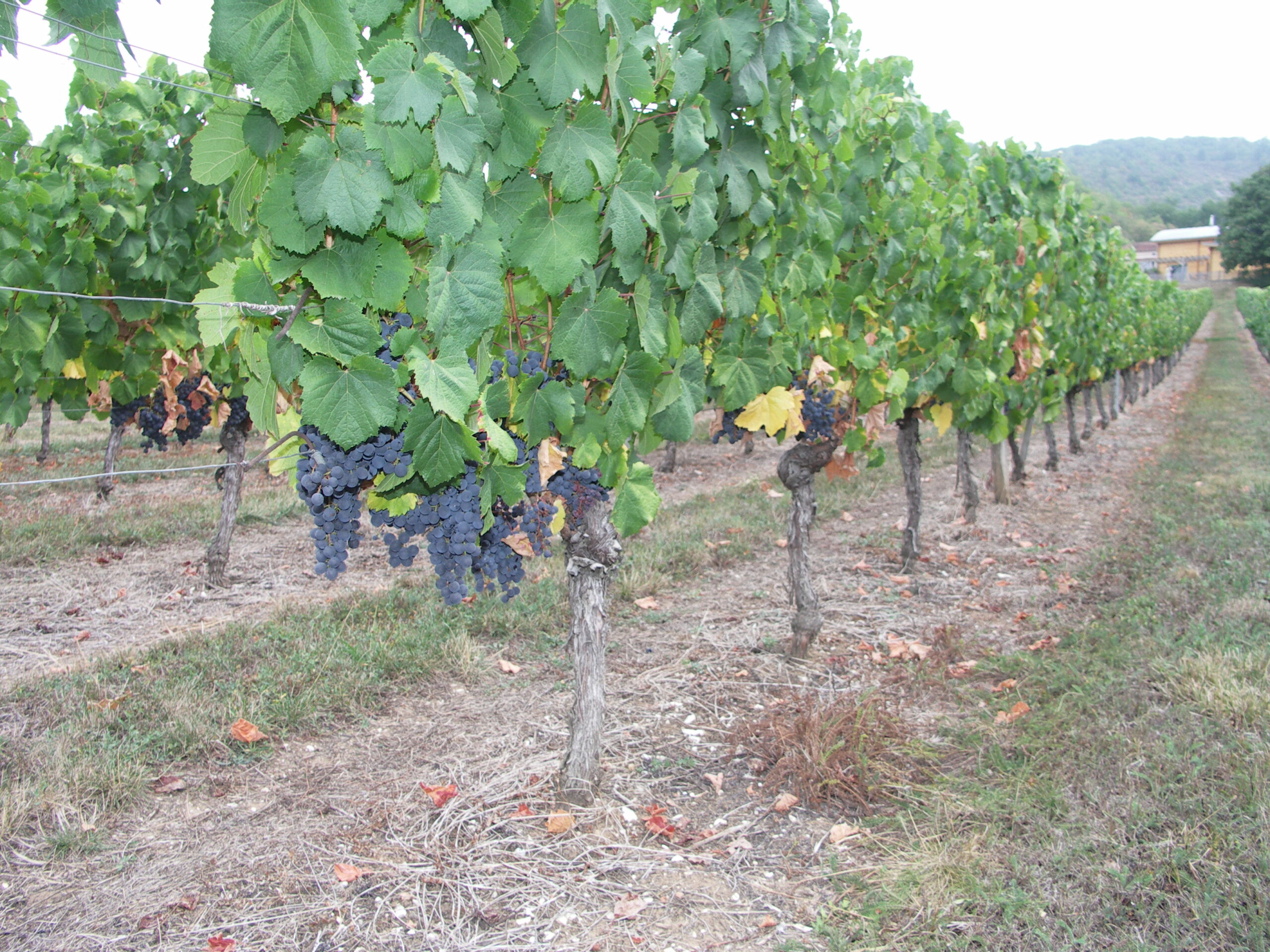 Prévision de Vendange&nbsp;: Un millésime  affecté par la canicule