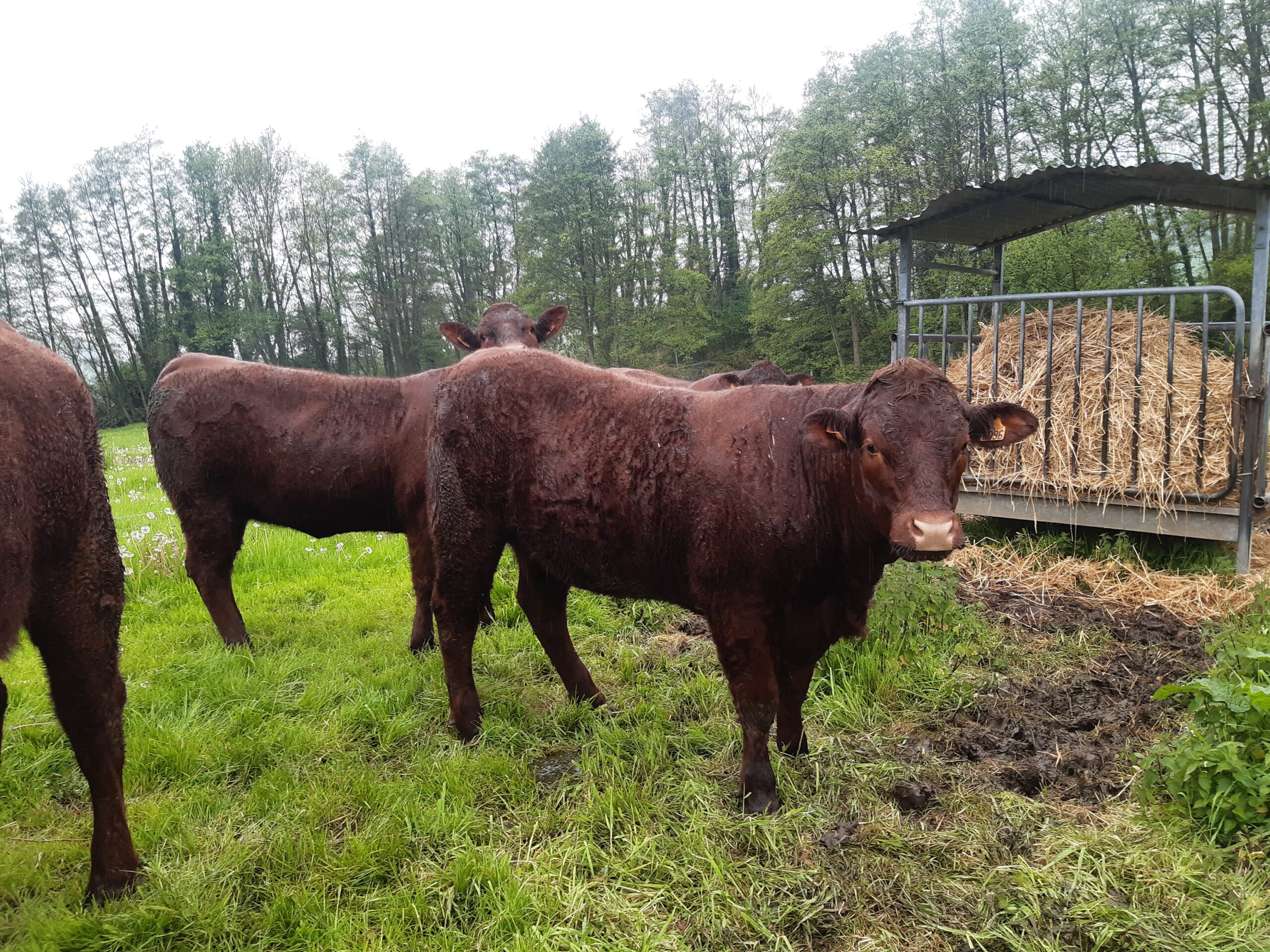 Vêlages d&rsquo;automne&nbsp;: attention aux risques liés à l&rsquo;herbe
