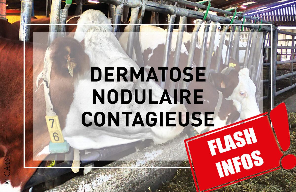 DNC&nbsp;: le point sur le mesures renforcées