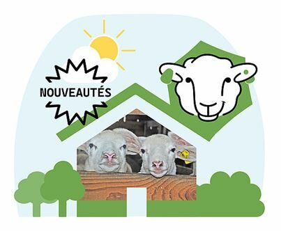 Sommet de l’Elevage 2025&nbsp;: Equip’Innovin en présentation sur le ring ovin mardi 7/10 à 16h30
