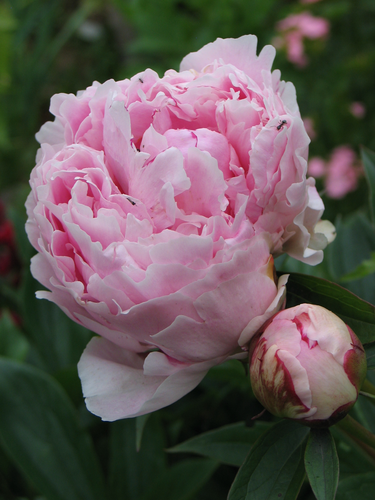 Jardinez avec la lune