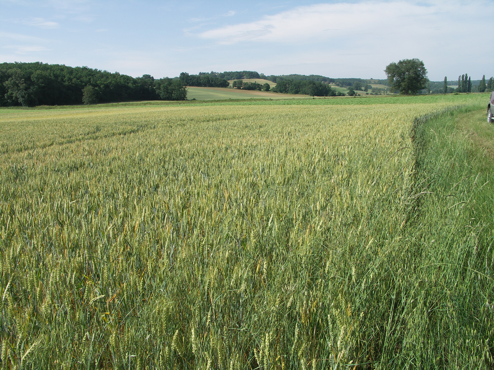 Agri Obtentions et INRAE&nbsp;: quatre nouvelles variétés de triticale en 2025