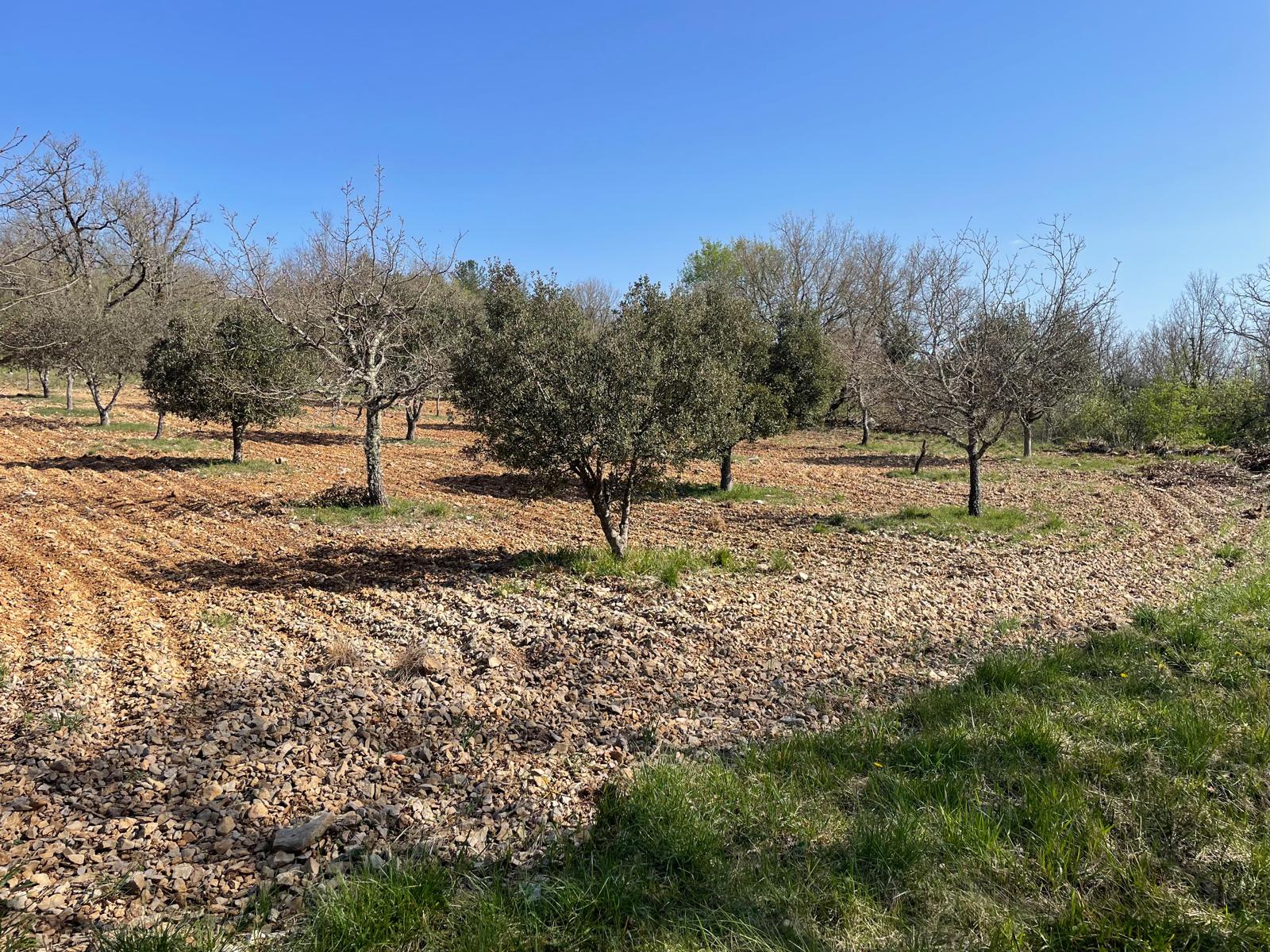 Une semaine de formation pour se plonger dans l’univers de la truffe