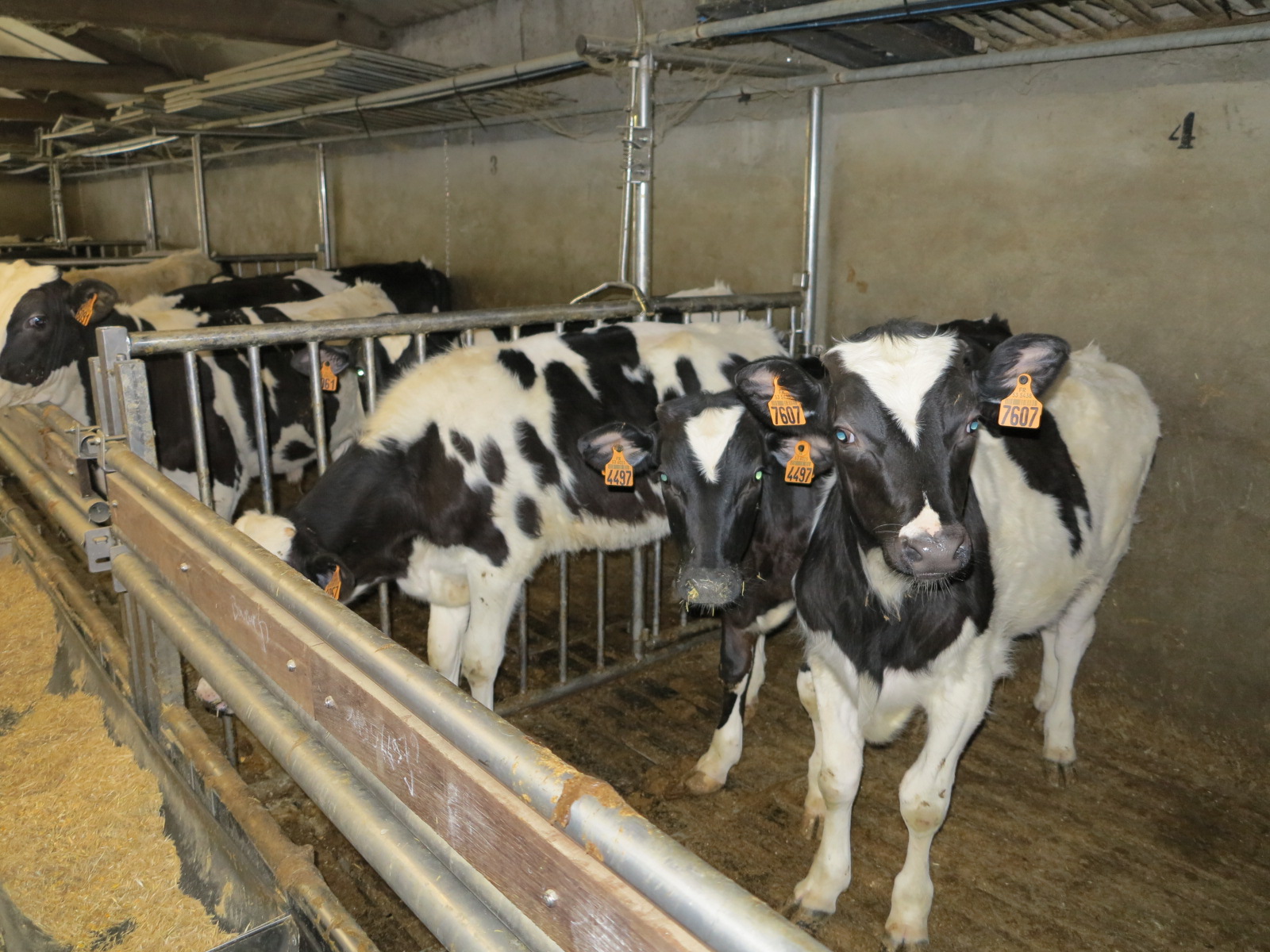 Effondrement de la production de veaux de boucherie