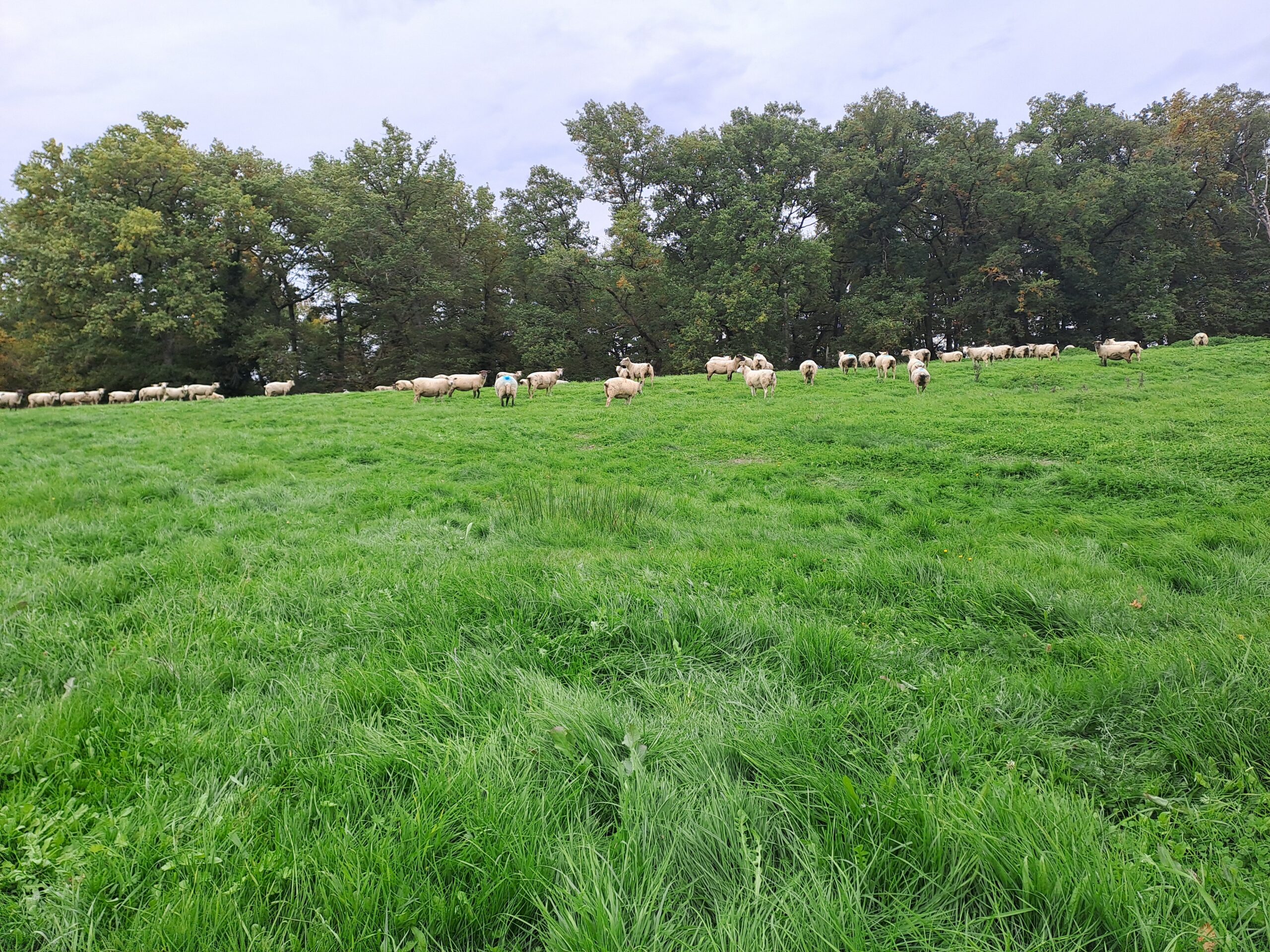 L’herbe d’automne est d’excellente valeur alimentaire