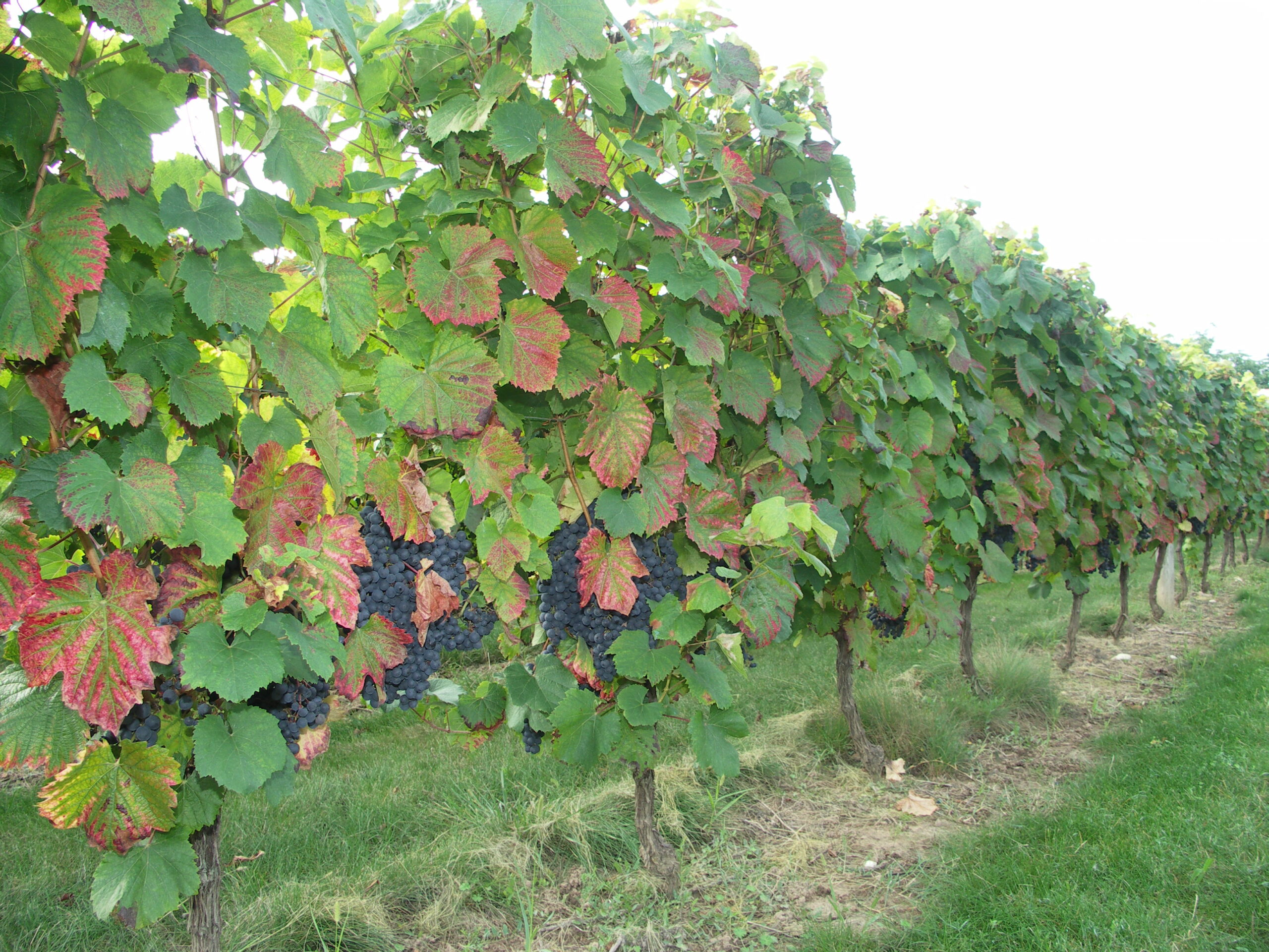 Fermages&nbsp;: nouvelles modalités de calcul dans le Lot dès octobre 2025