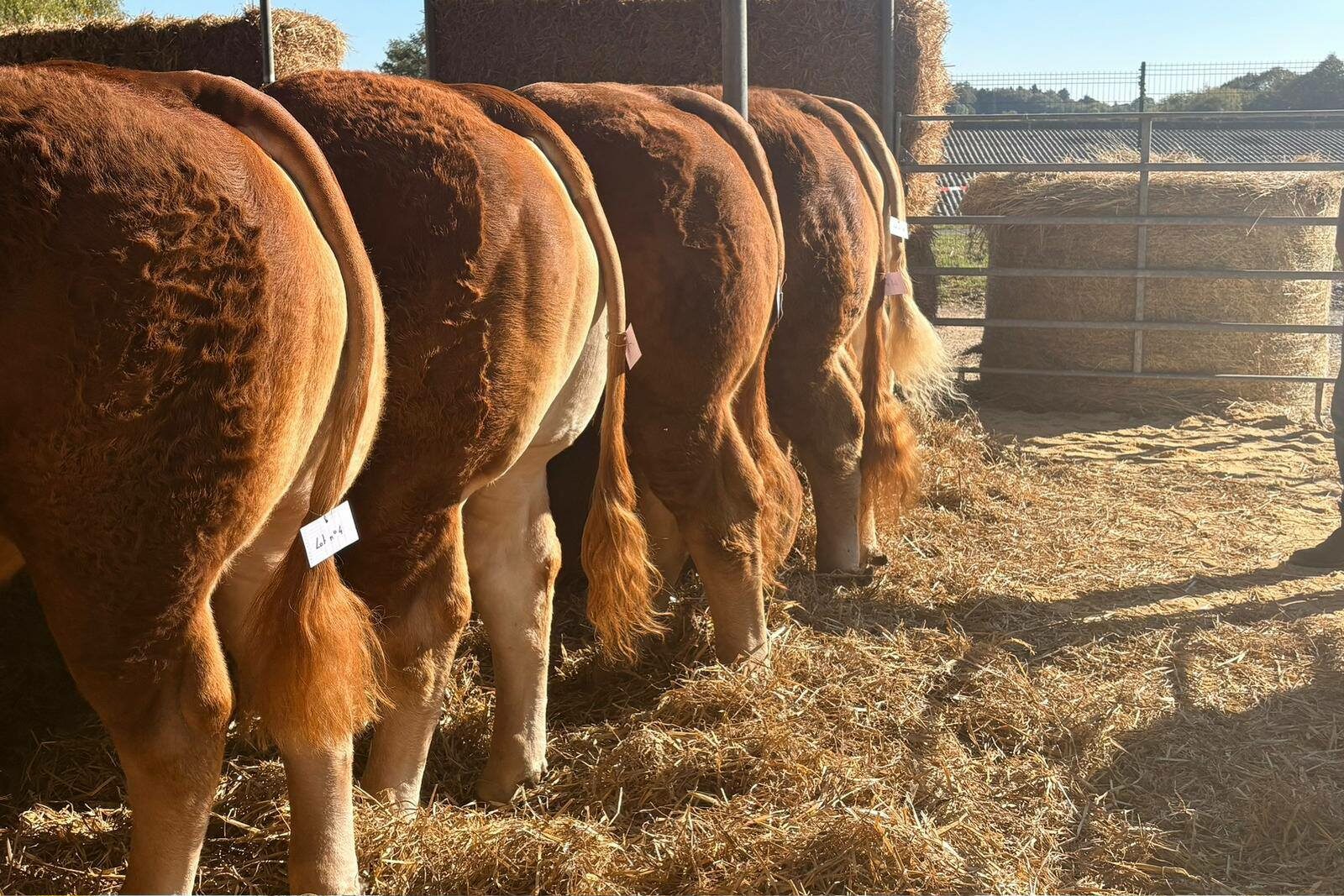 Saint-Jal&nbsp;: des prix records pour les reproducteurs