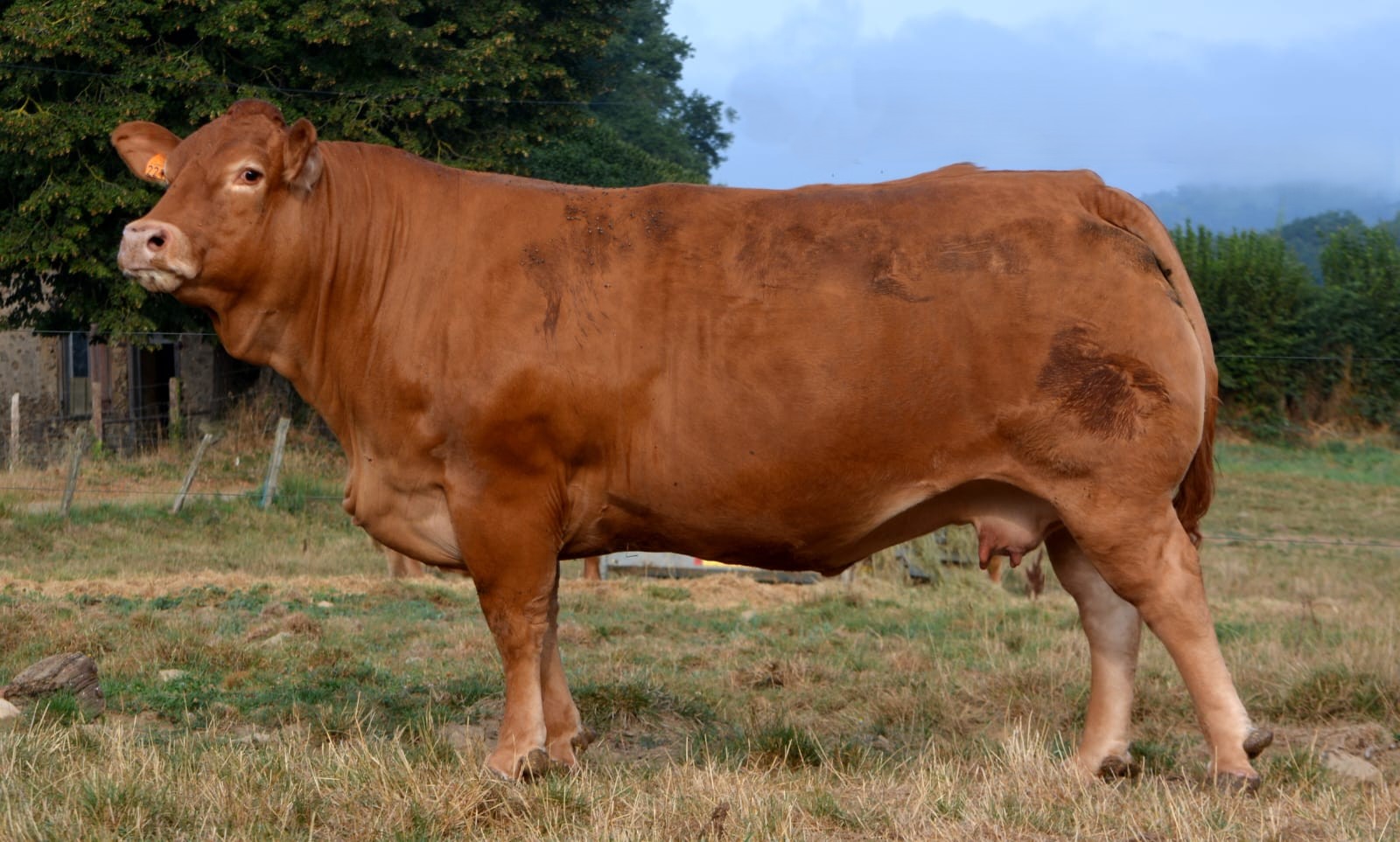 Le 20 novembre, vente aux enchères d’animaux de boucherie à Gramat