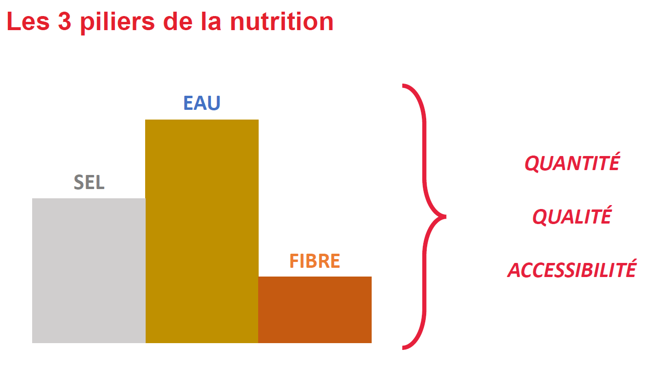 Trois piliers invisibles de la réussite en élevage&nbsp;: l’eau, le sel et le fourrage