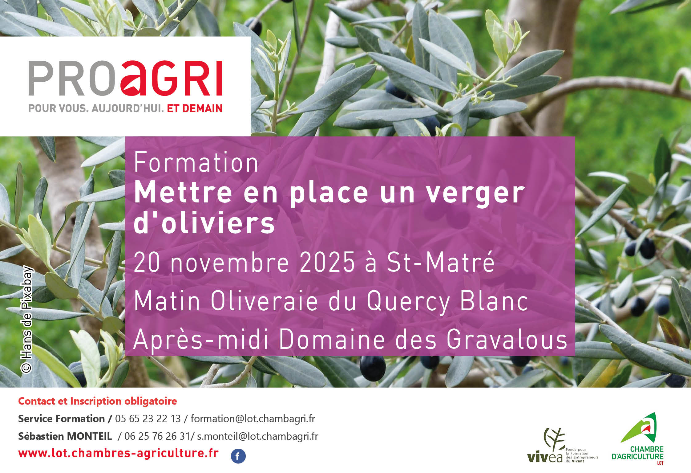 Formation «&nbsp;Mettre en place un verger d&rsquo;oliviers&nbsp;»