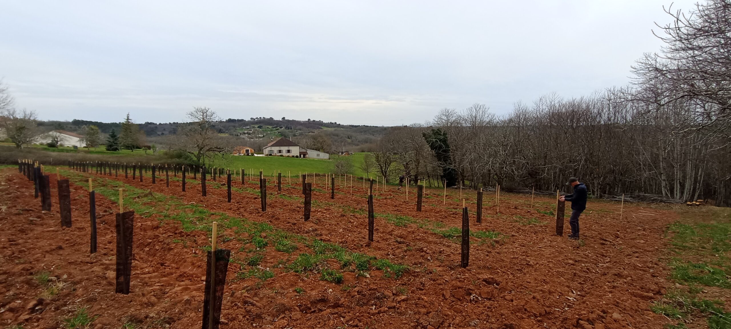 Diversification des terres viticoles&nbsp;: une réunion pour créer un patrimoine forestier durable